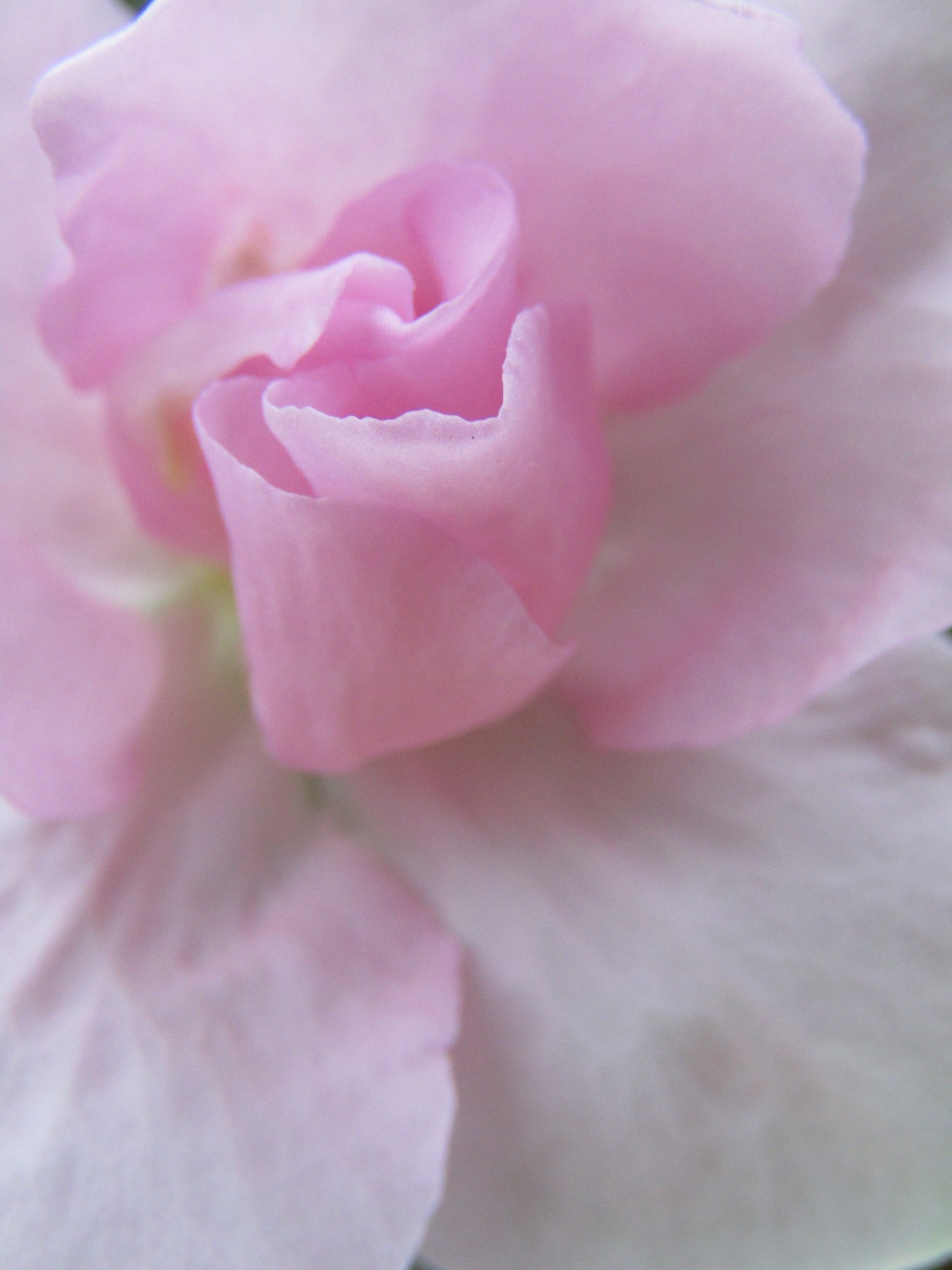 Rhododendron petal pink flower close-up nature flower Image