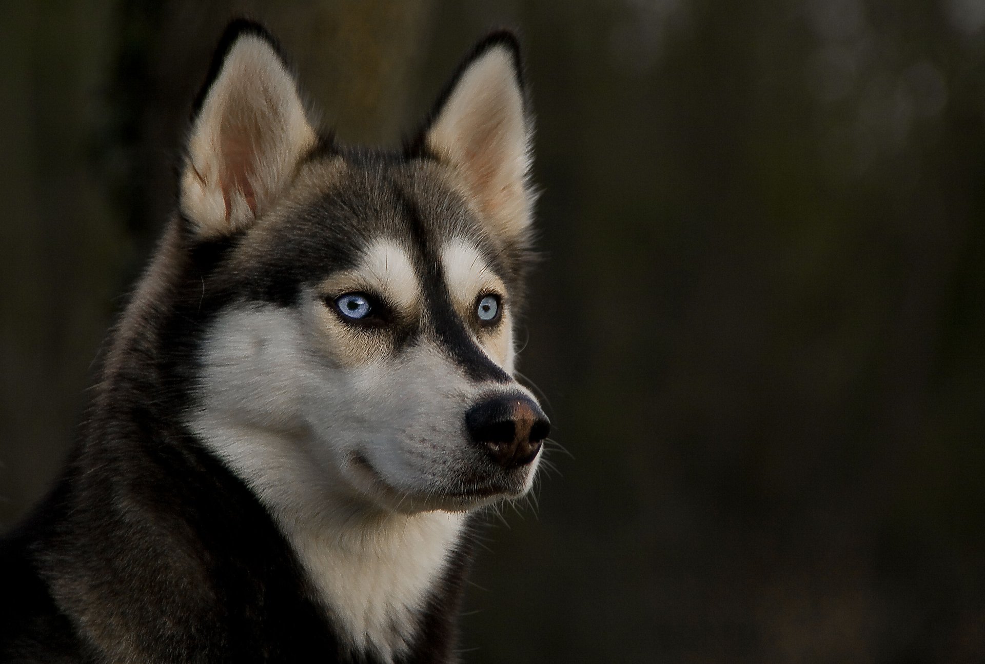 Download Husky Dog Animal Siberian Husky Image