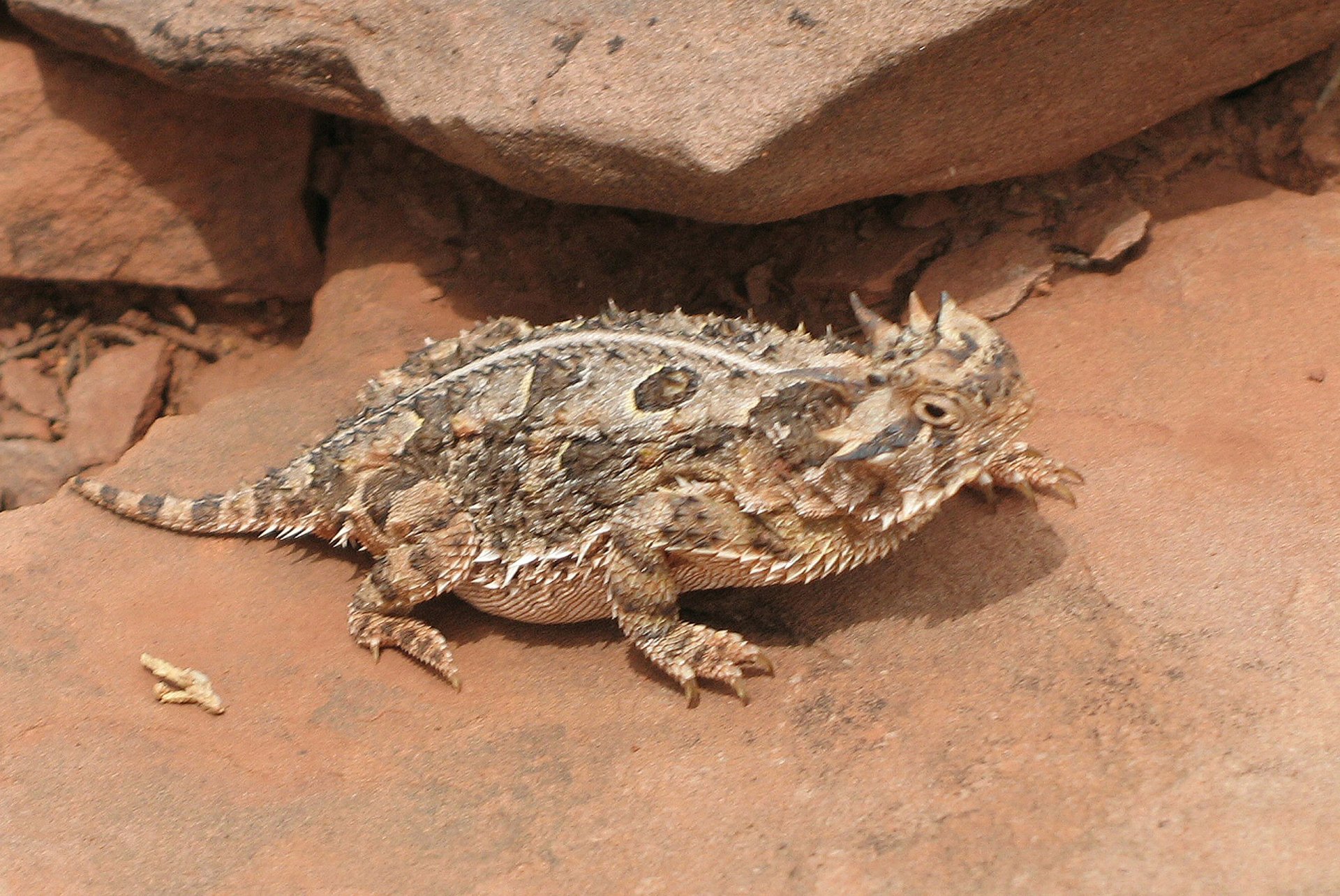 Texas Horned Lizard - Image Abyss