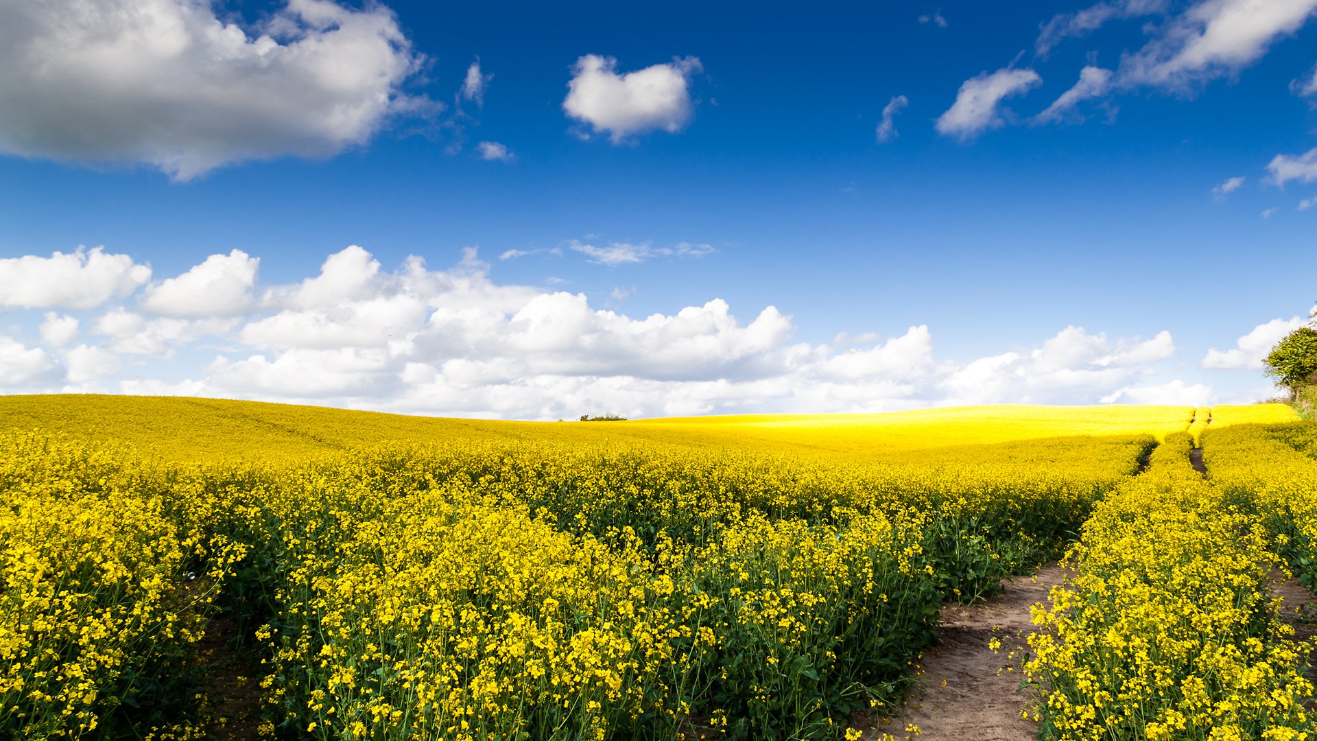 A vast rapeseed field in full bloom with bright yellow flowers under a blue sky dotted with white clouds, showcasing the beauty of nature.
