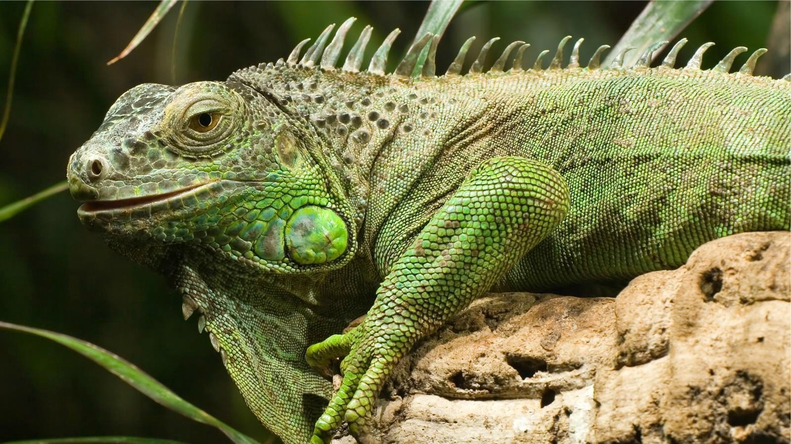 Animal green iguana Image