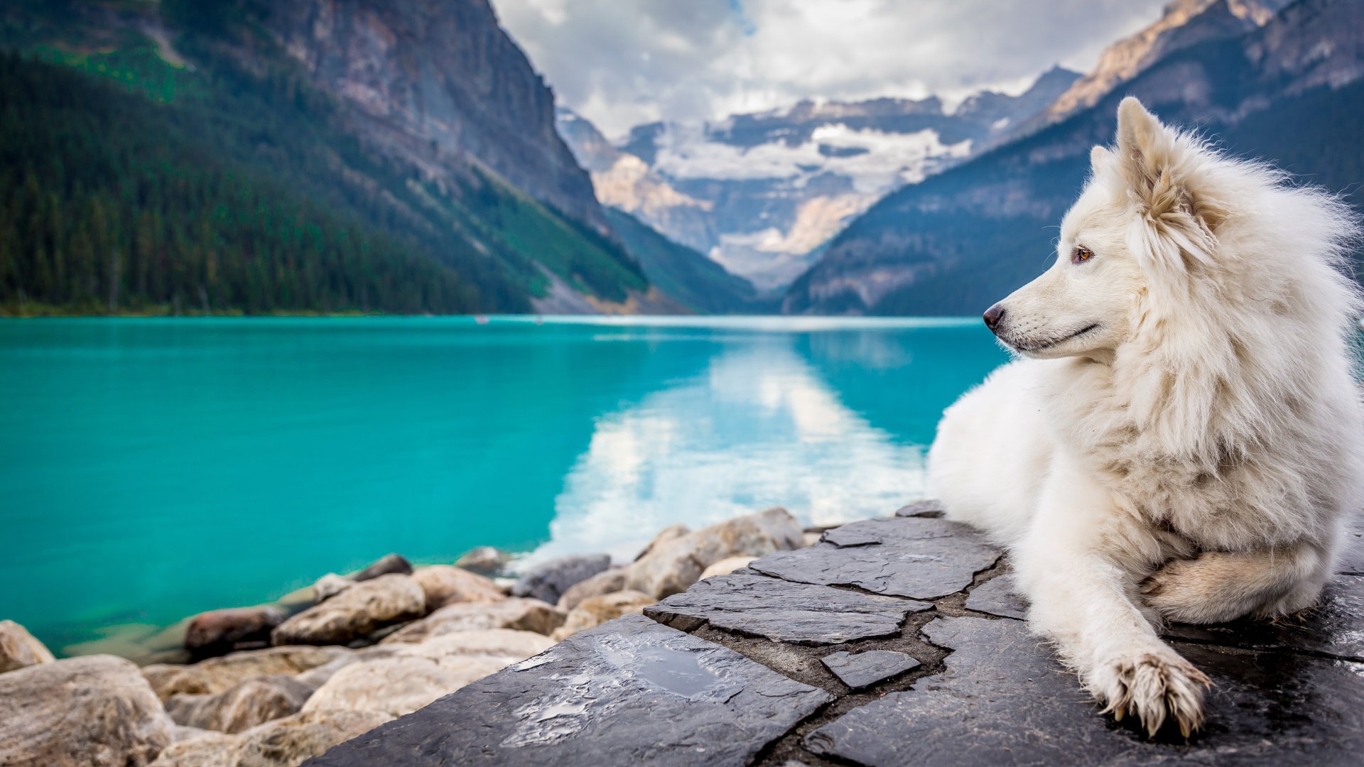  White Dog near Mountain Lake by Jf Brou