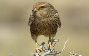 Preview Image 309689