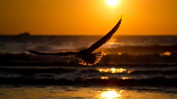 Preview Image 309695