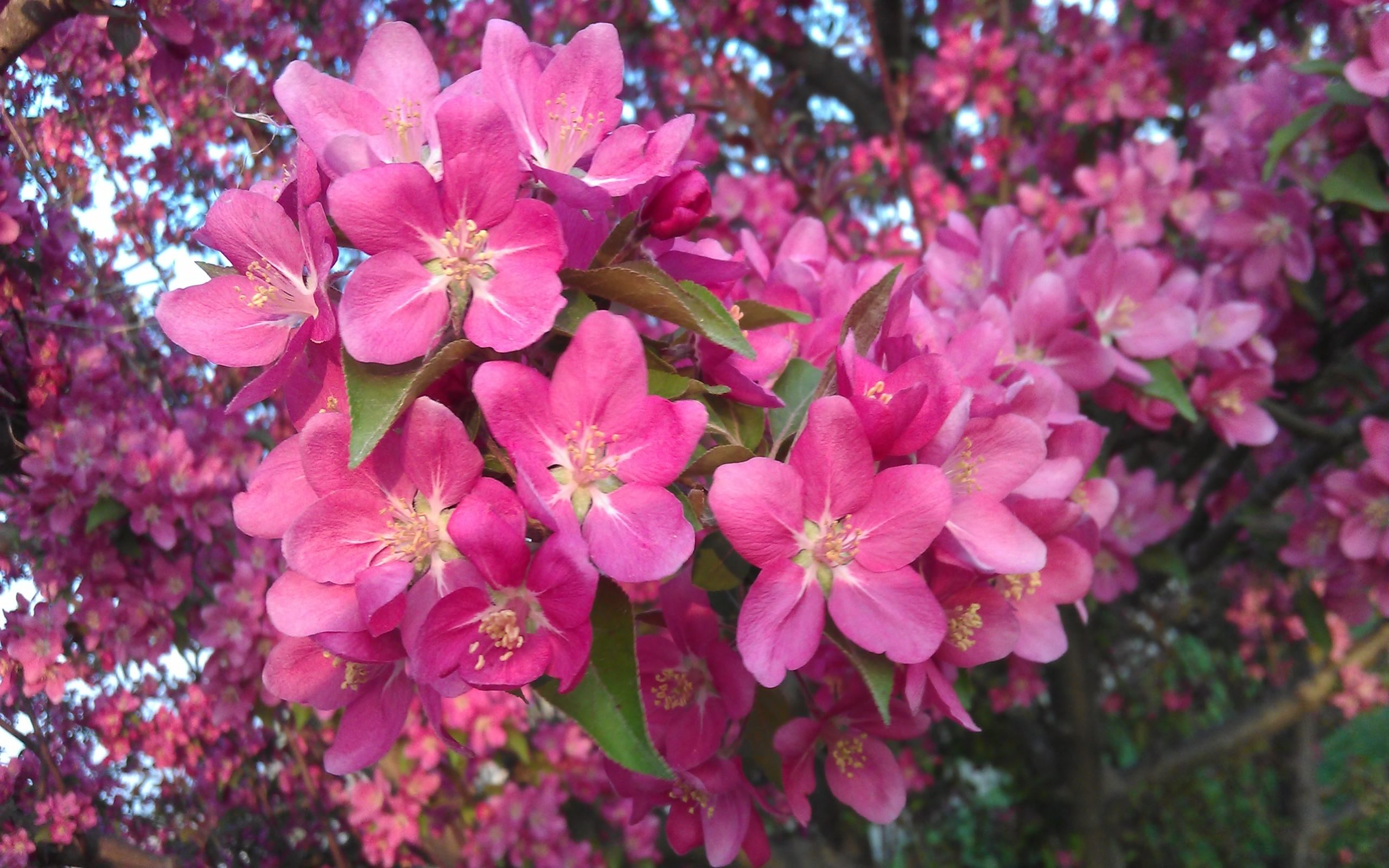 Crabapple Blossoms - Image Abyss