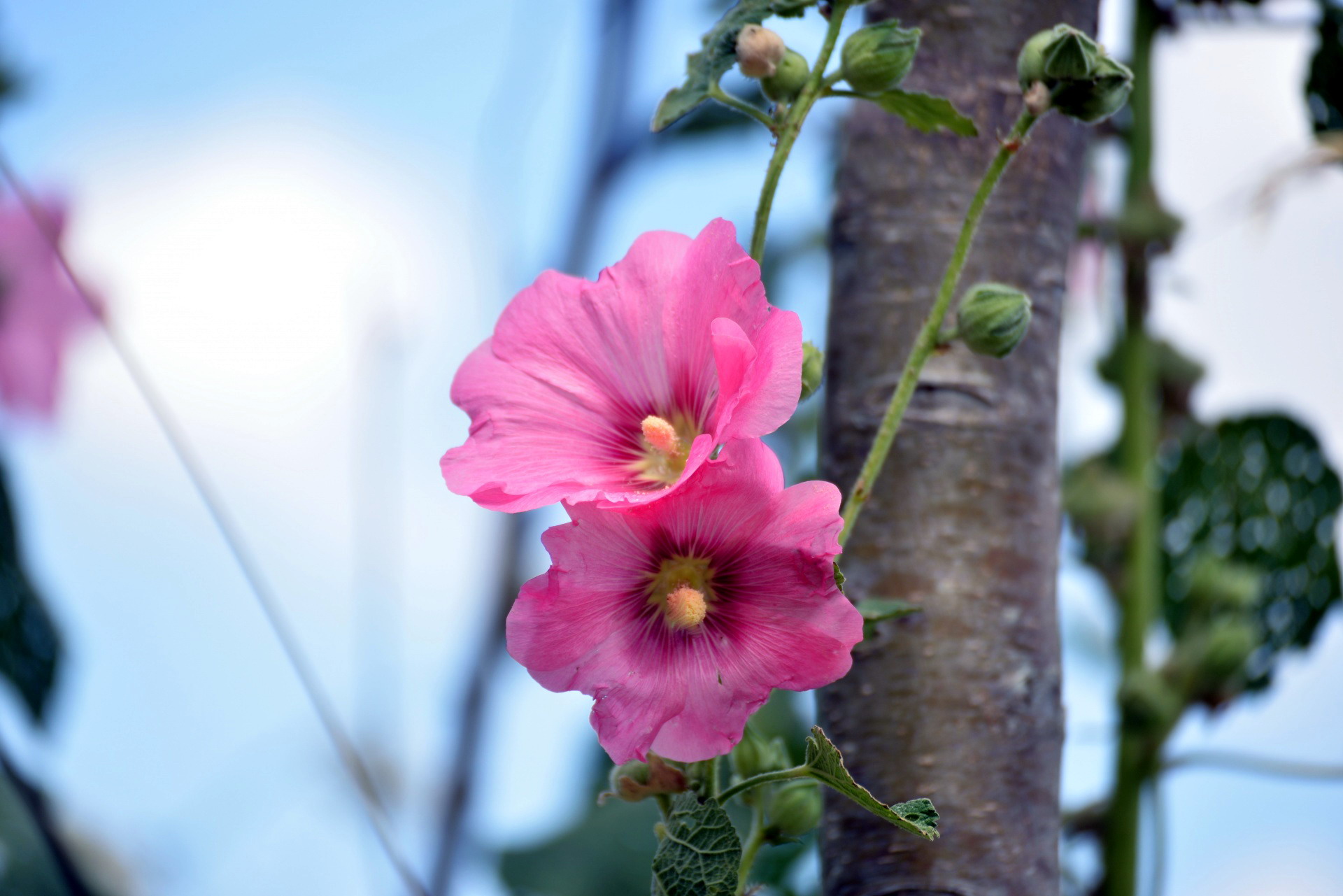 Mallow Picture Image Abyss