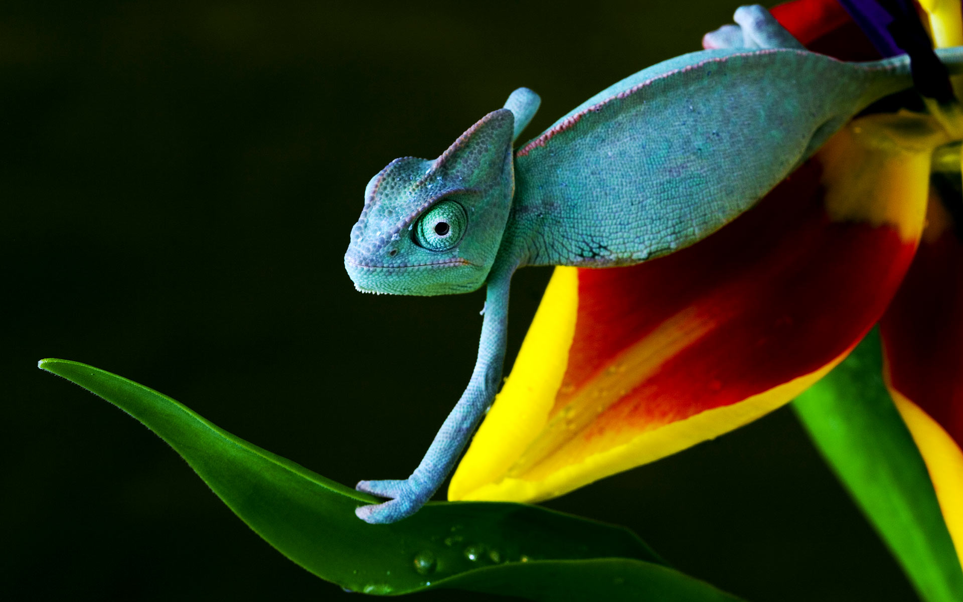 Blue Chameleon on Flower