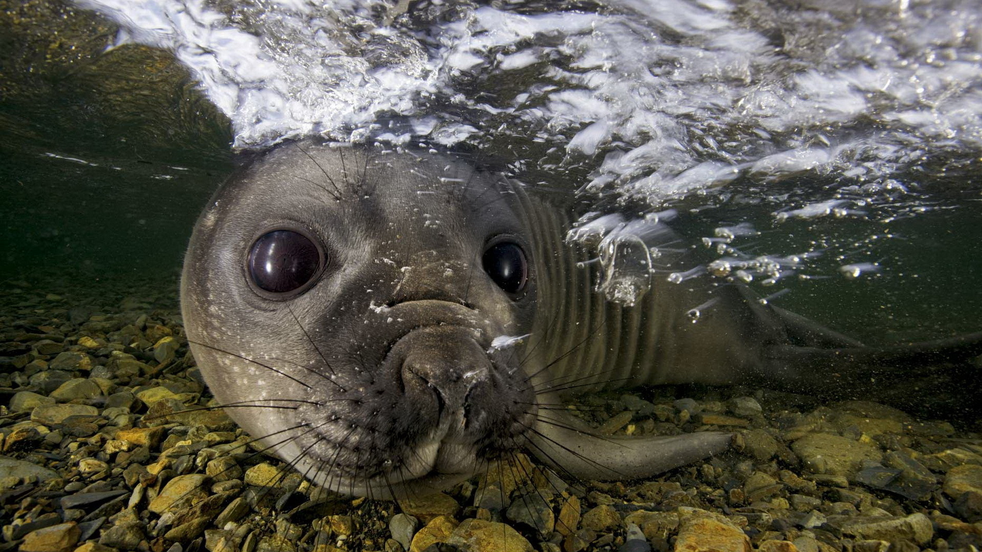 Seal Picture