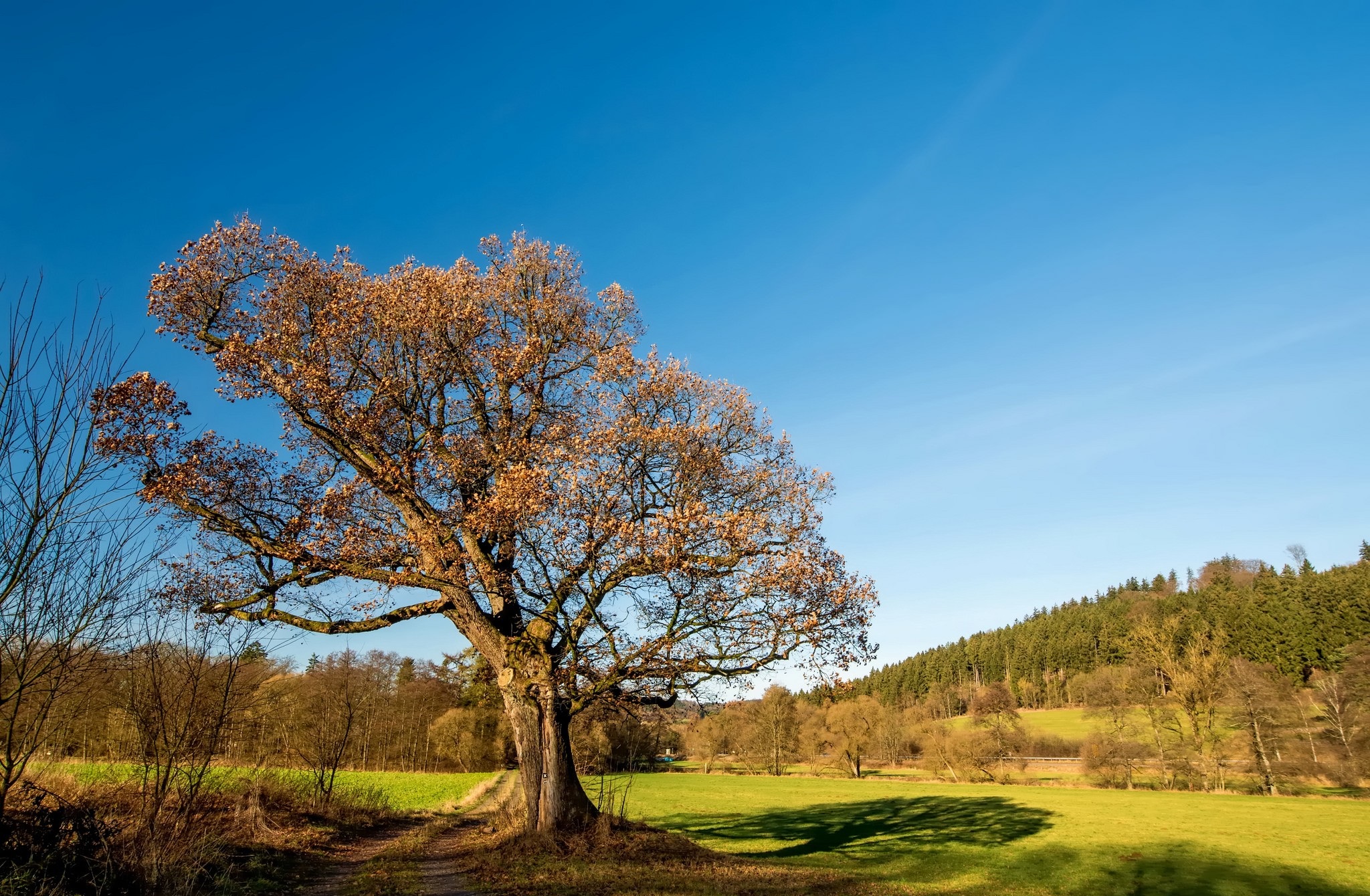 Tree Picture - Image Abyss