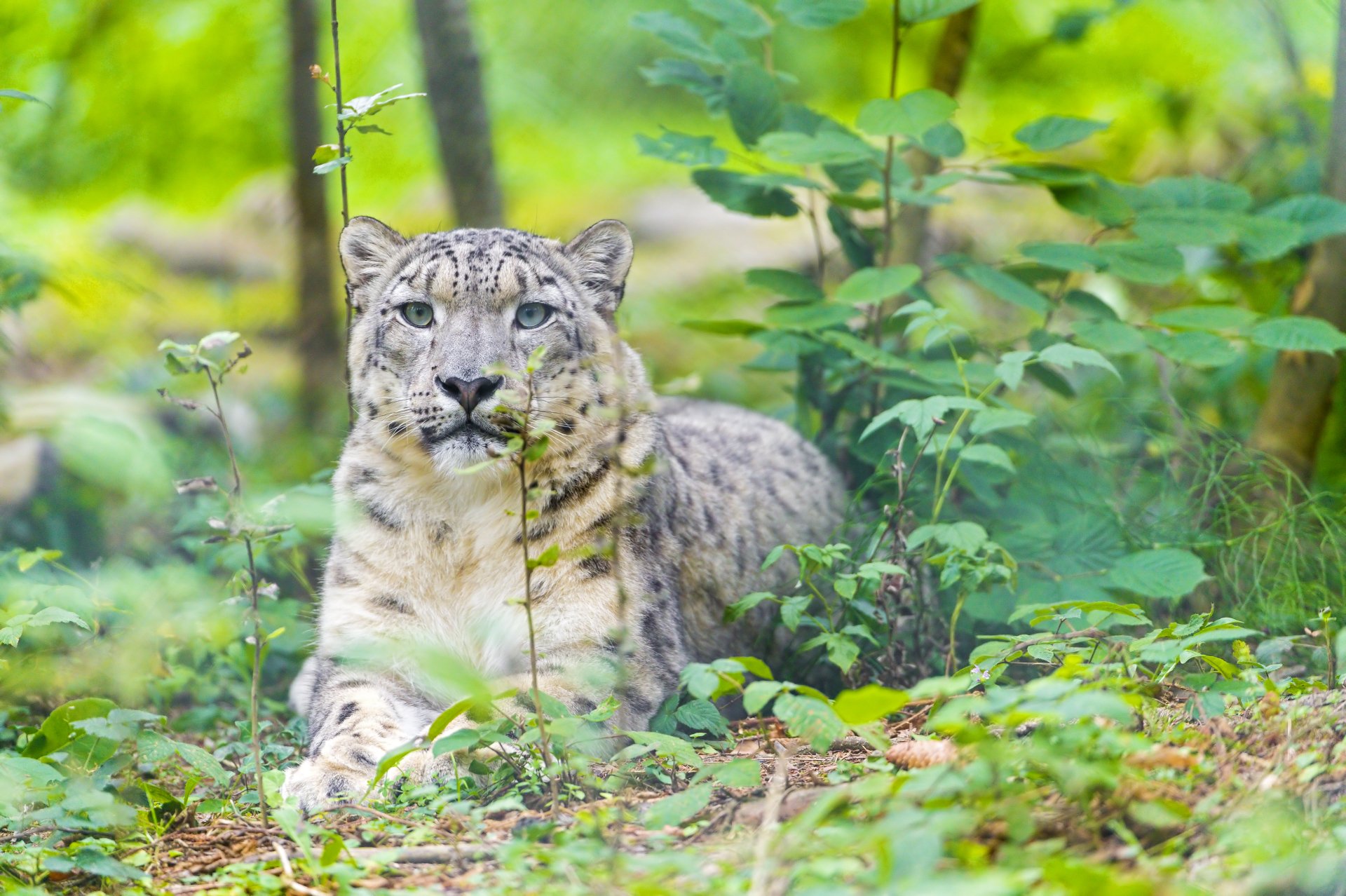  Snow Leopard in the Forest by Tambako The Jaguar