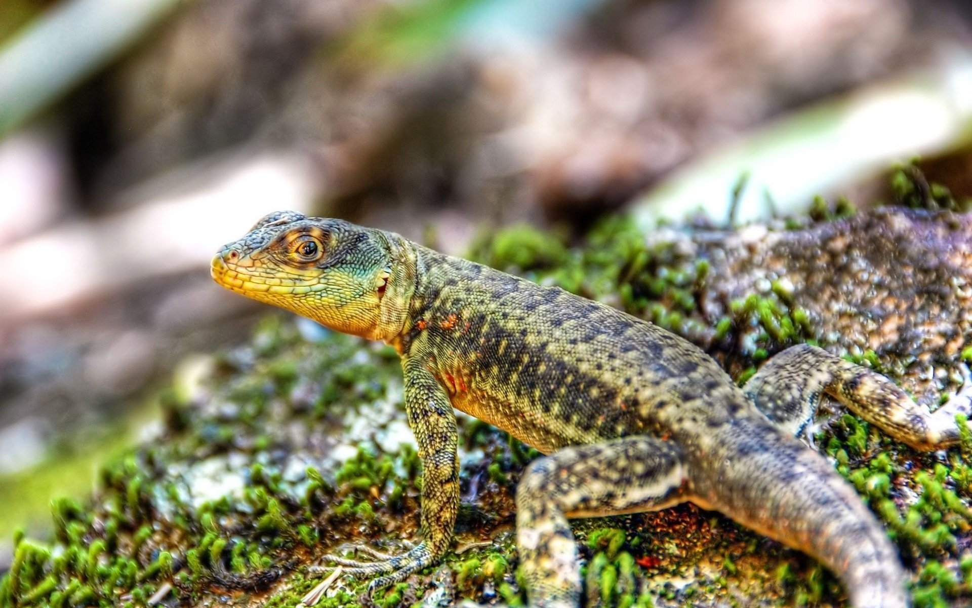 Animal lizard Image