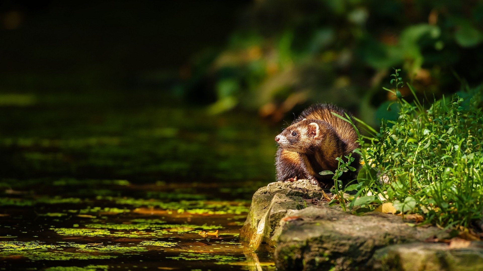 Download Animal Ferret Image