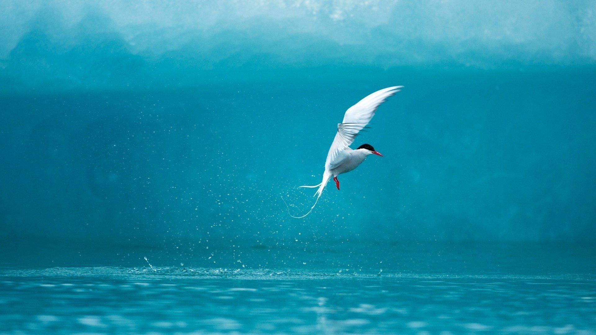 bird Animal Arctic Tern Image