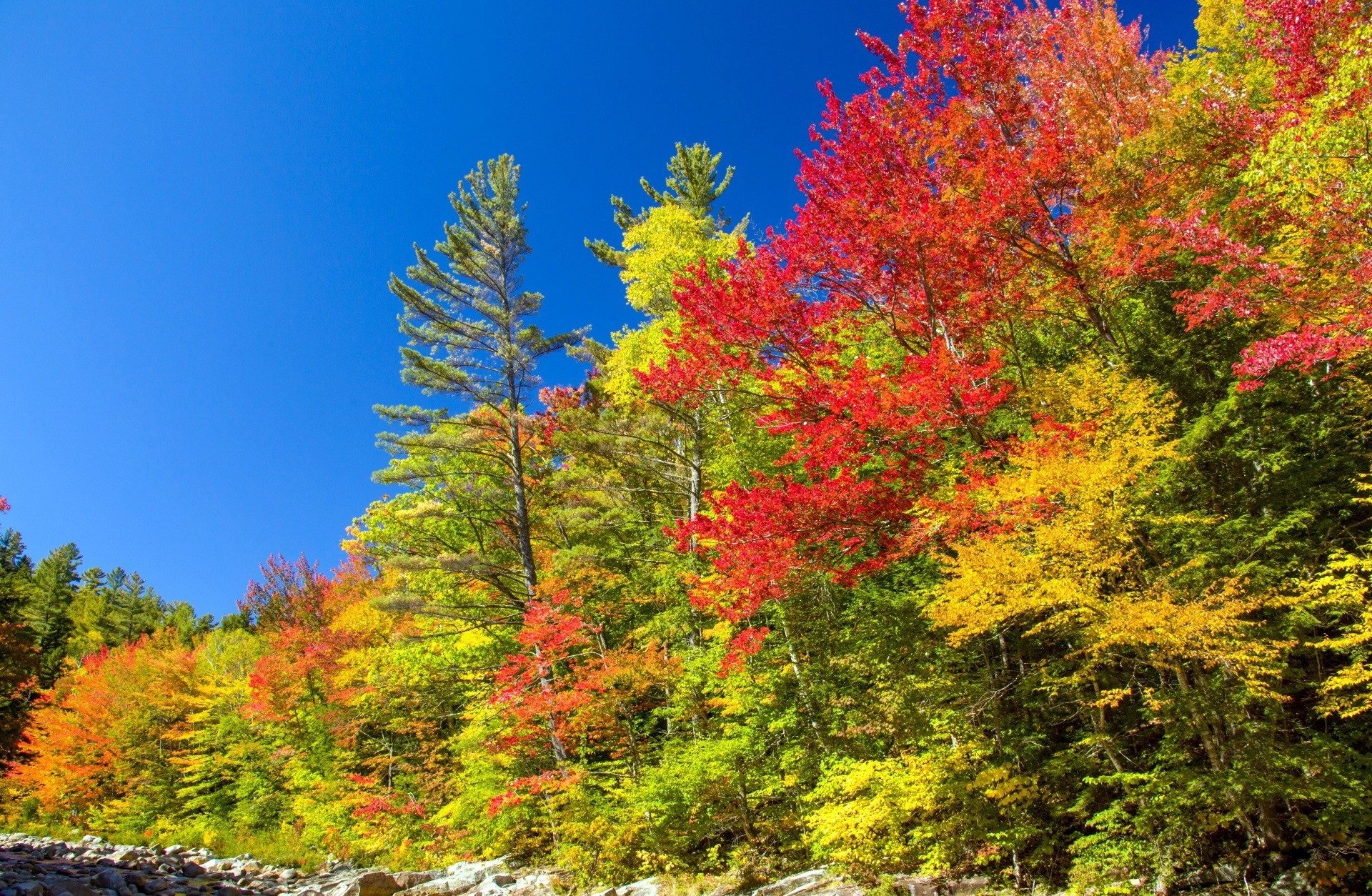 Fall Image - ID: 310052 - Image Abyss