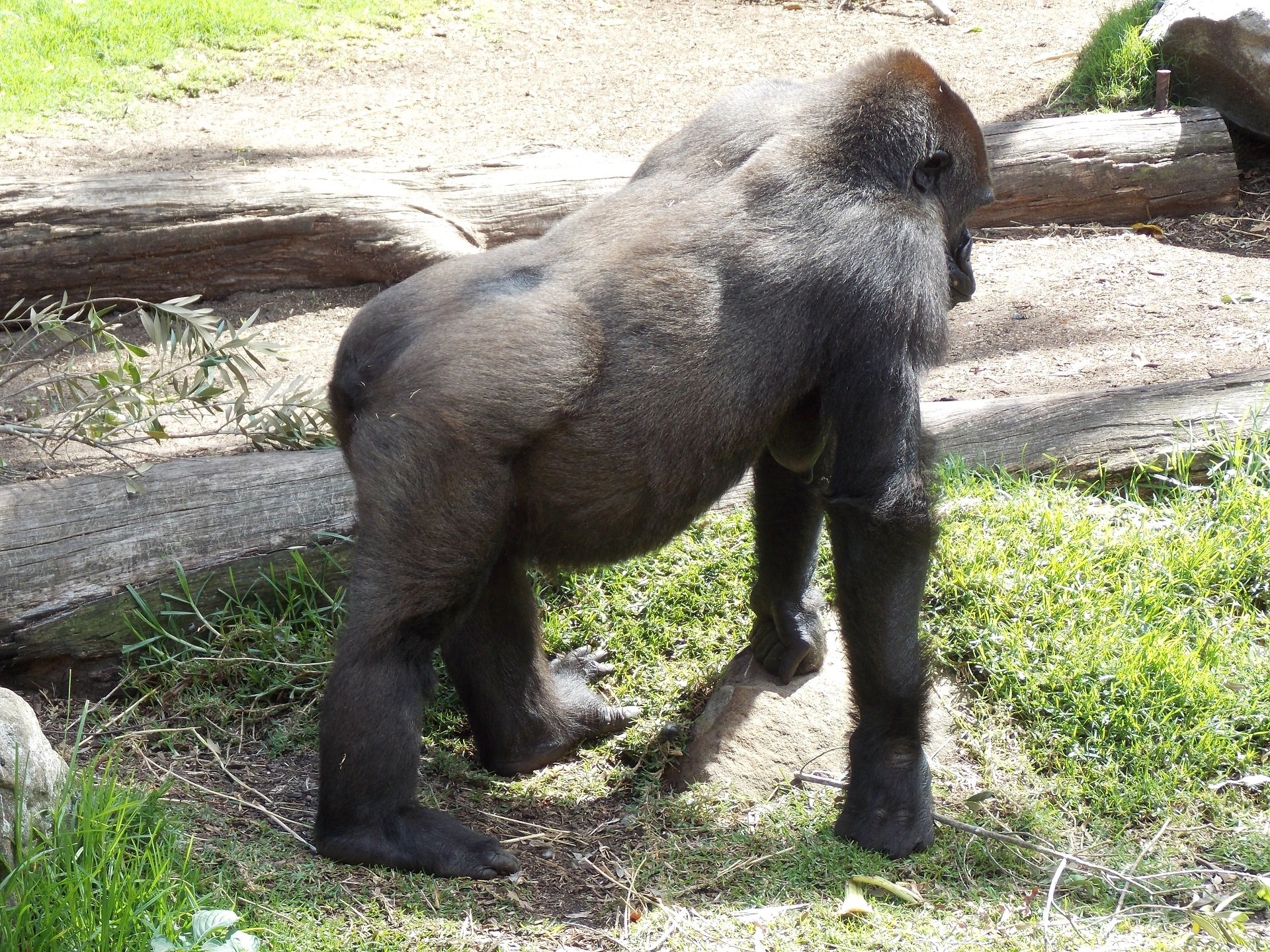  Female Gorilla at Taronga Zoo, Sydney, Australia