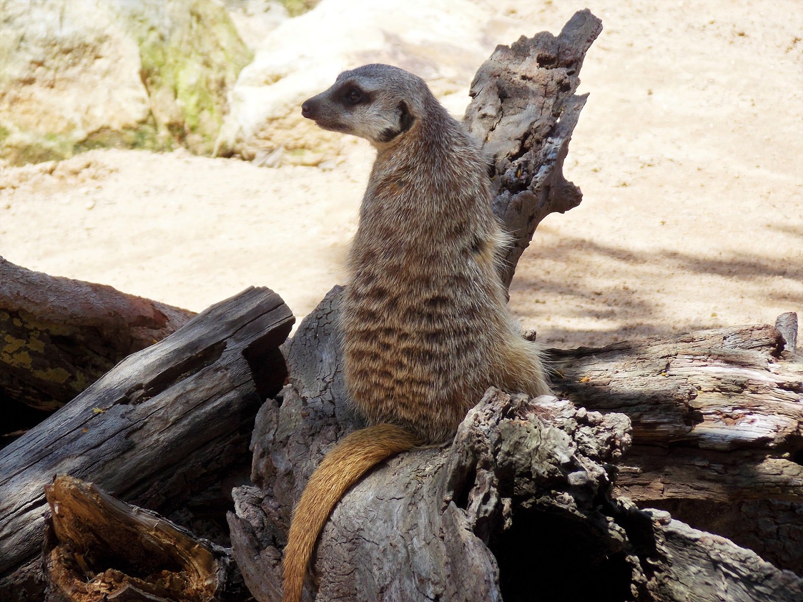  Meerkat on Guard Duty at Taronga Zoo, Sydney, Australia
