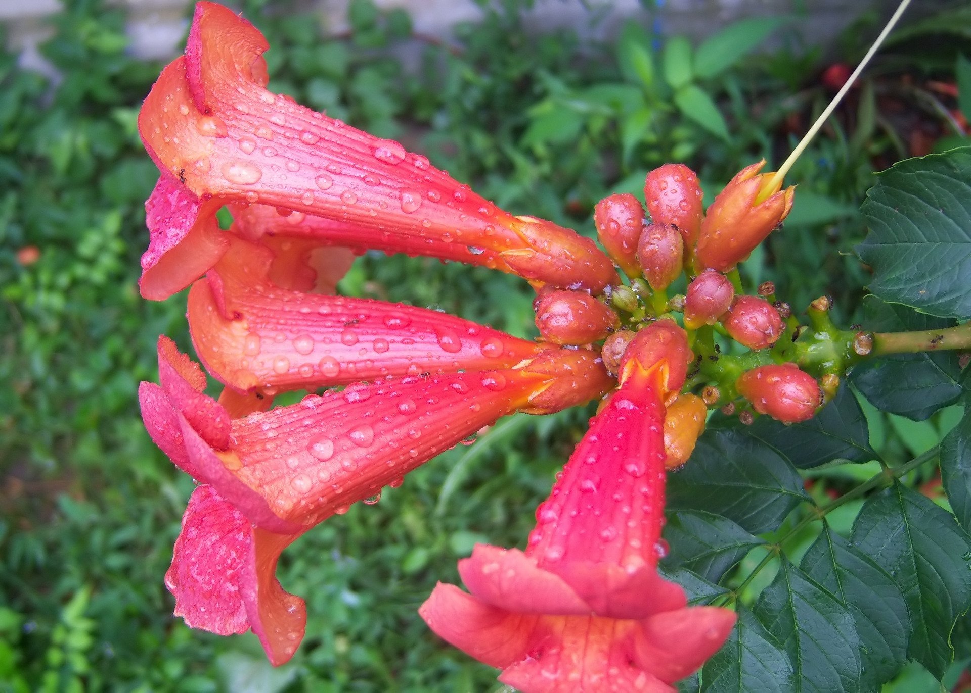 Download Nature Flower Image by Meduzanol