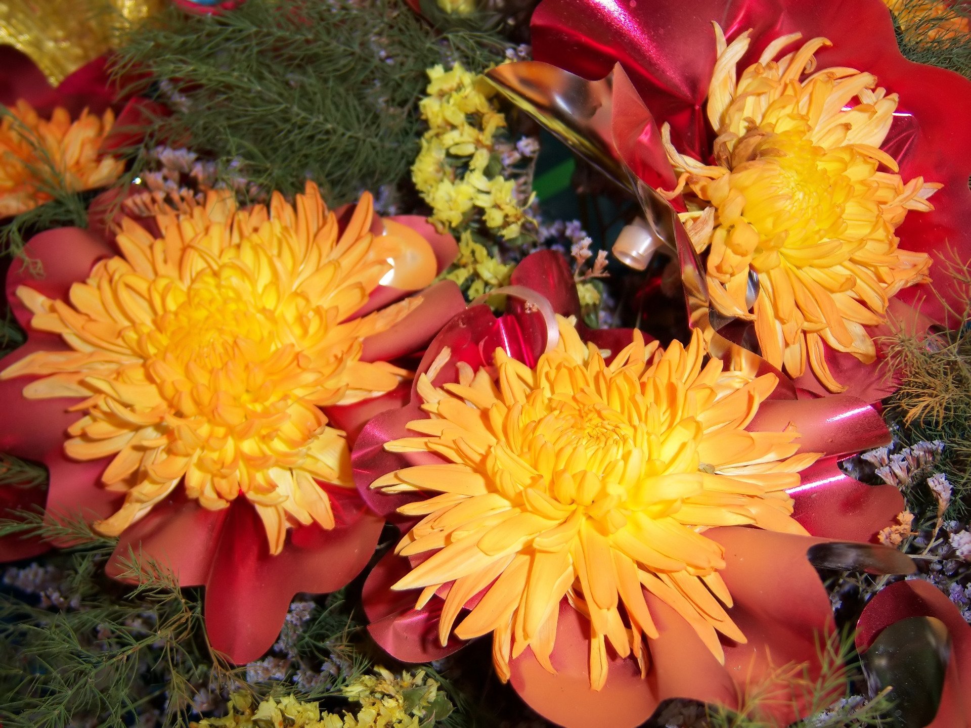 nature chrysanthemum Image