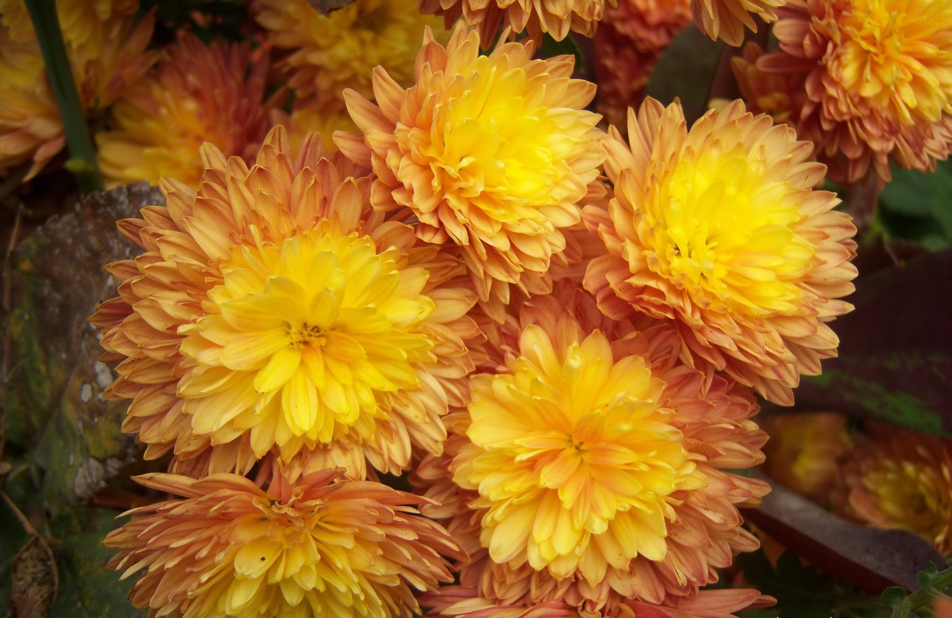 nature chrysanthemum Image
