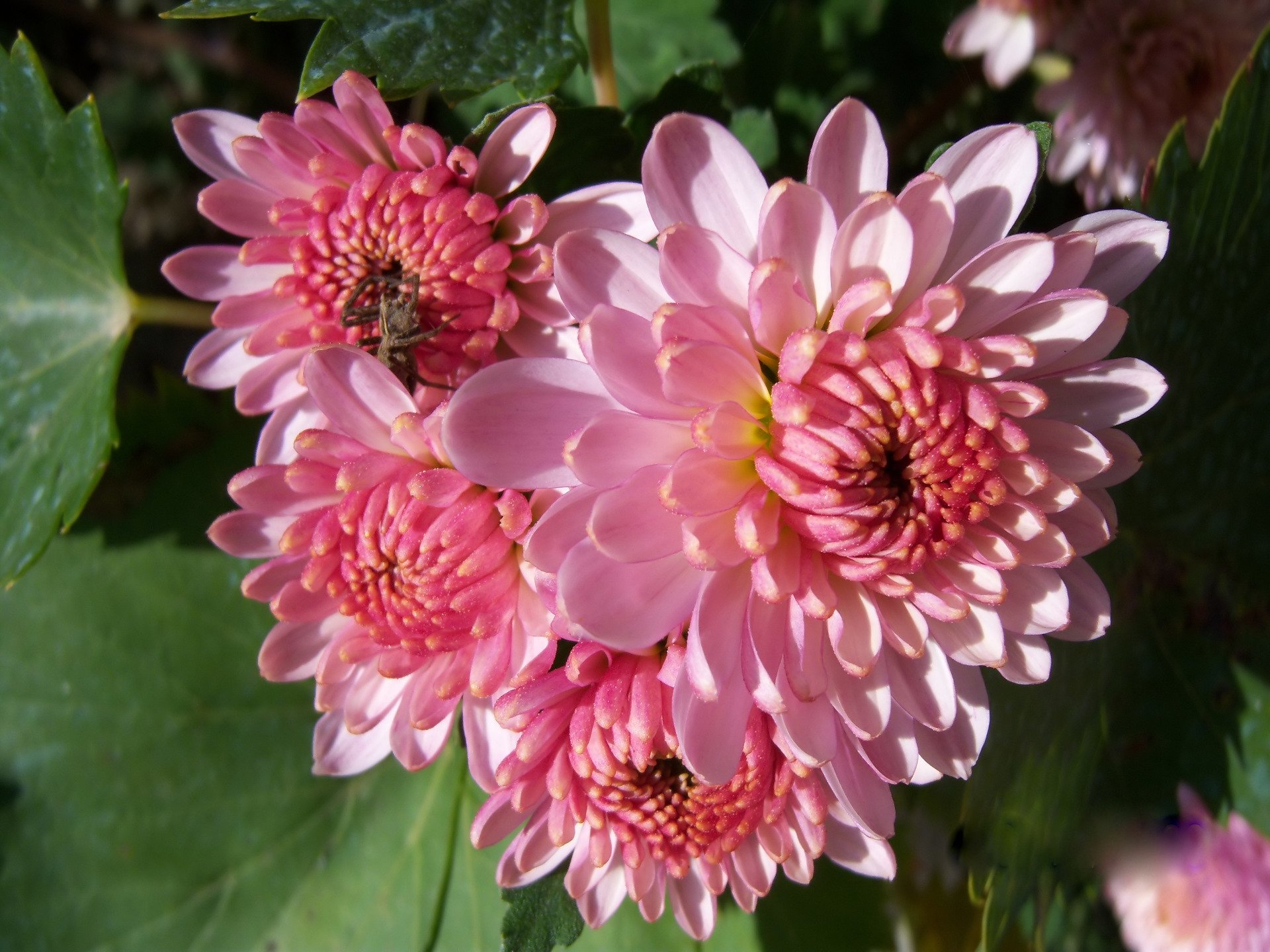 nature chrysanthemum Image