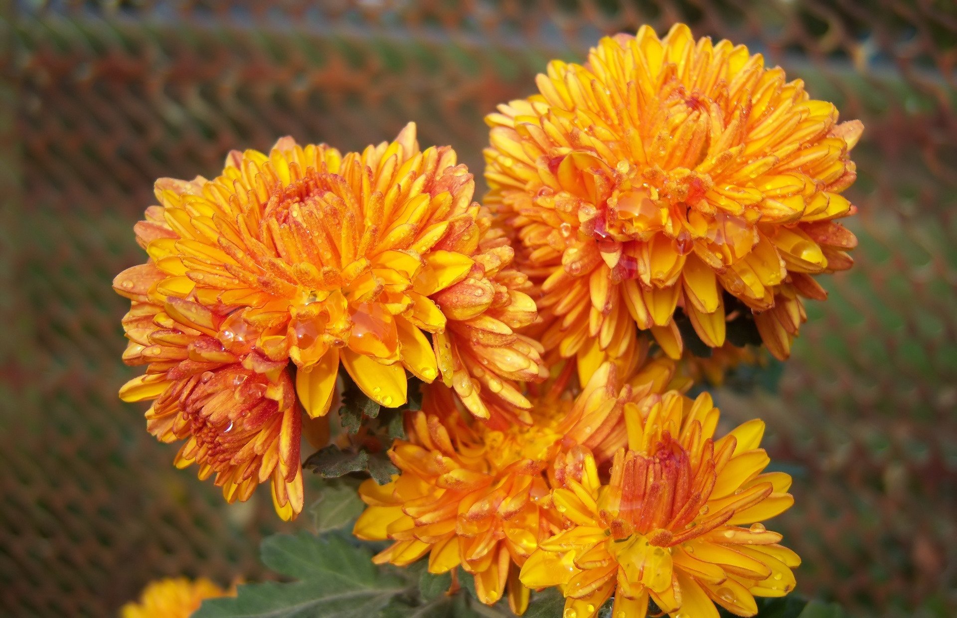 nature chrysanthemum Image