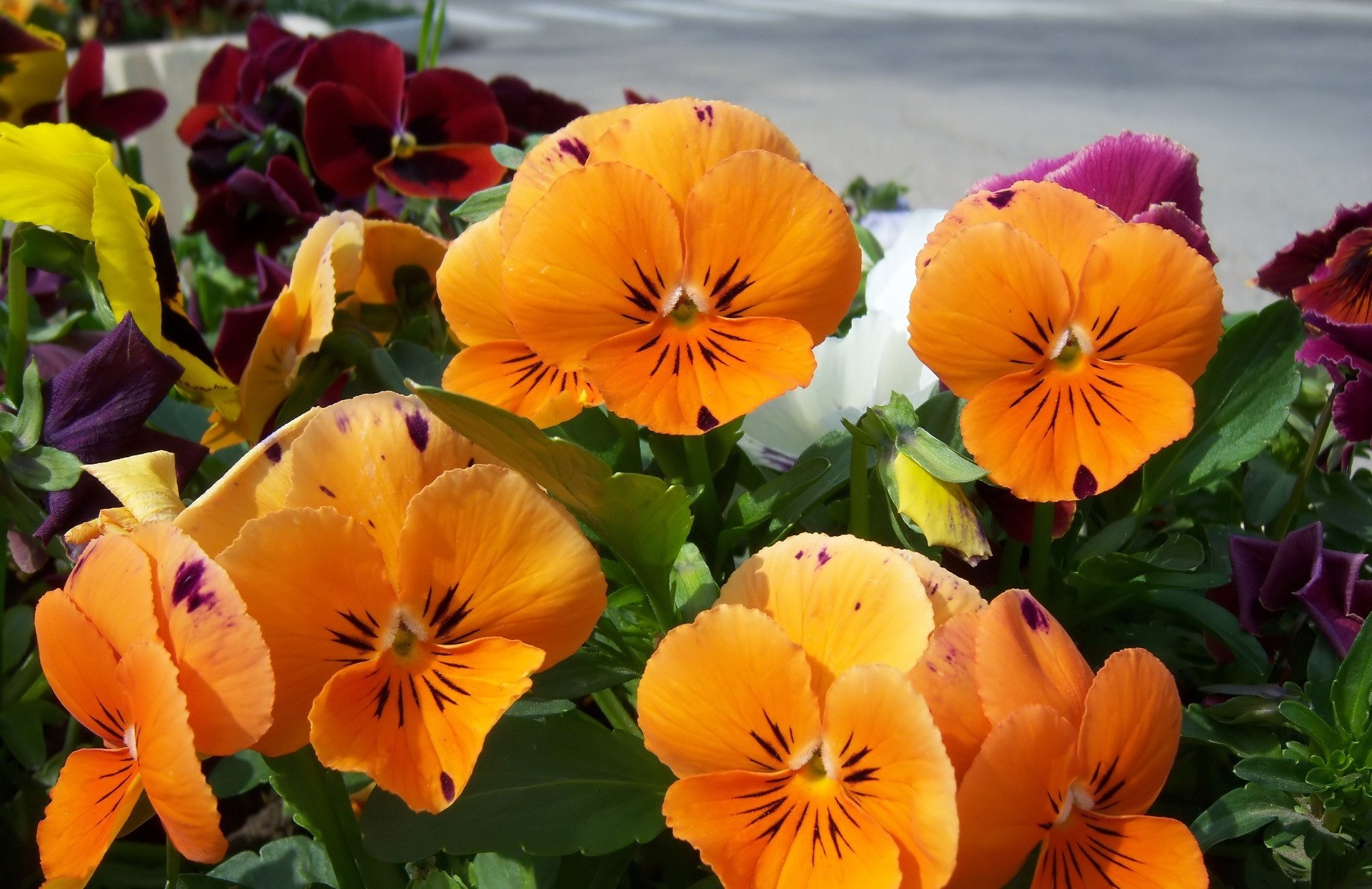 Download Flower Nature Pansy Image by Meduzanol