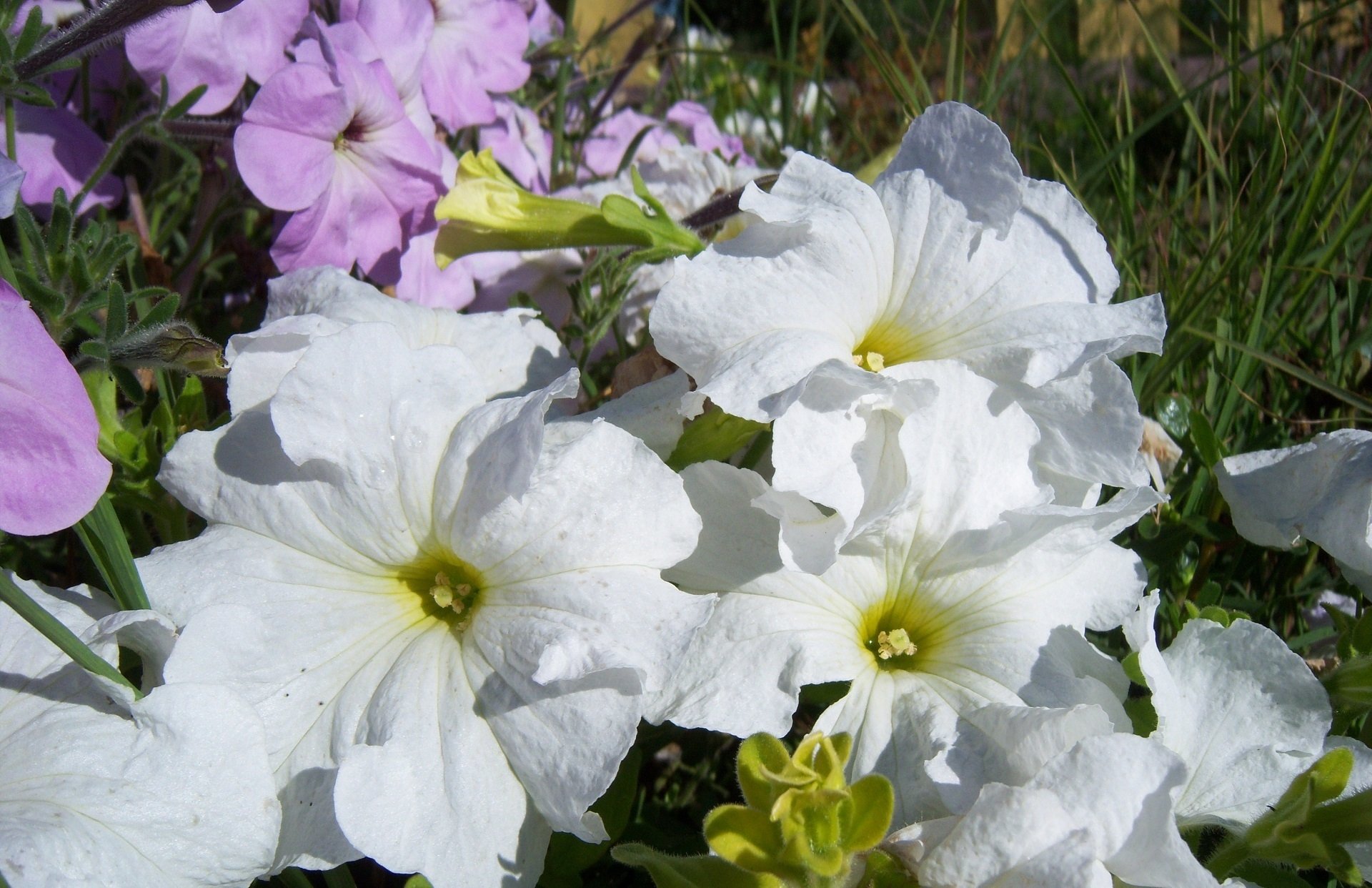 nature petunia Image