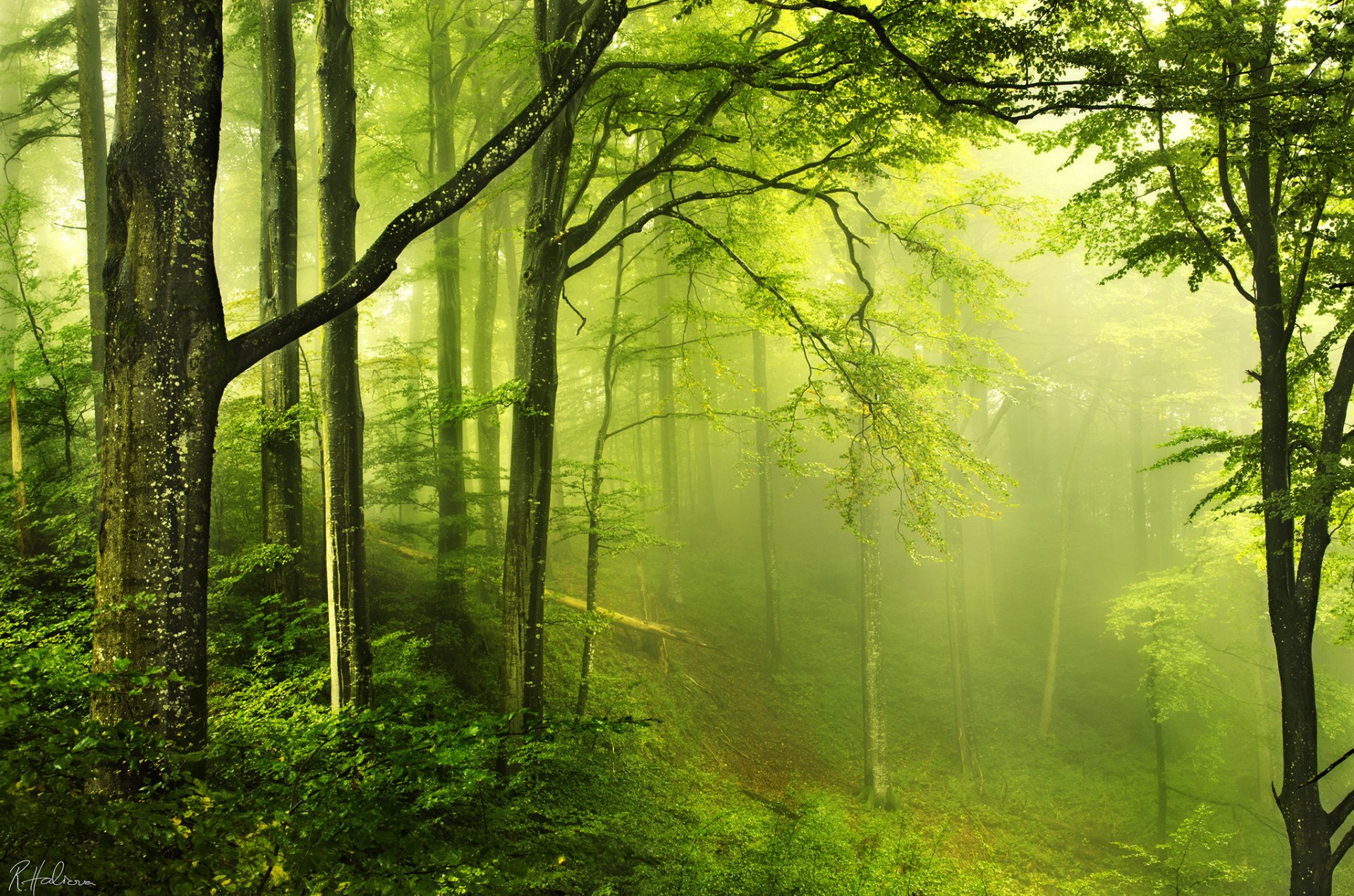 Download Forest Nature Fog Image