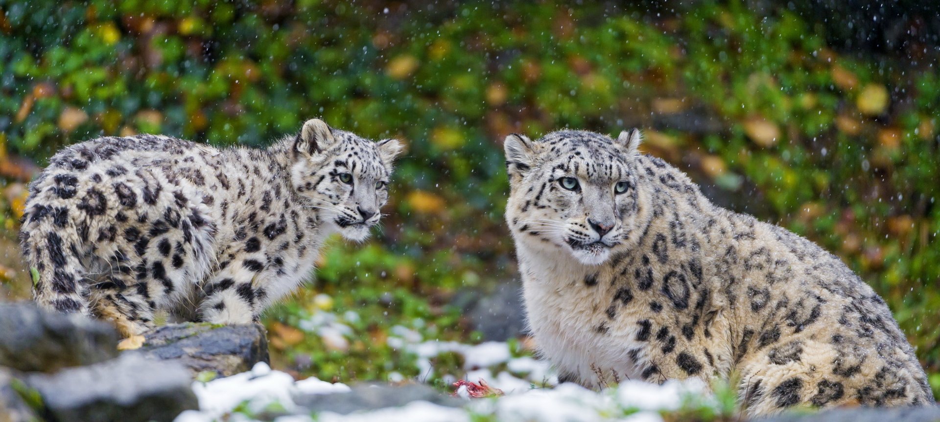Two snow leopard animals rest on snowy rocks amid green foliage as snowflakes fall around them.