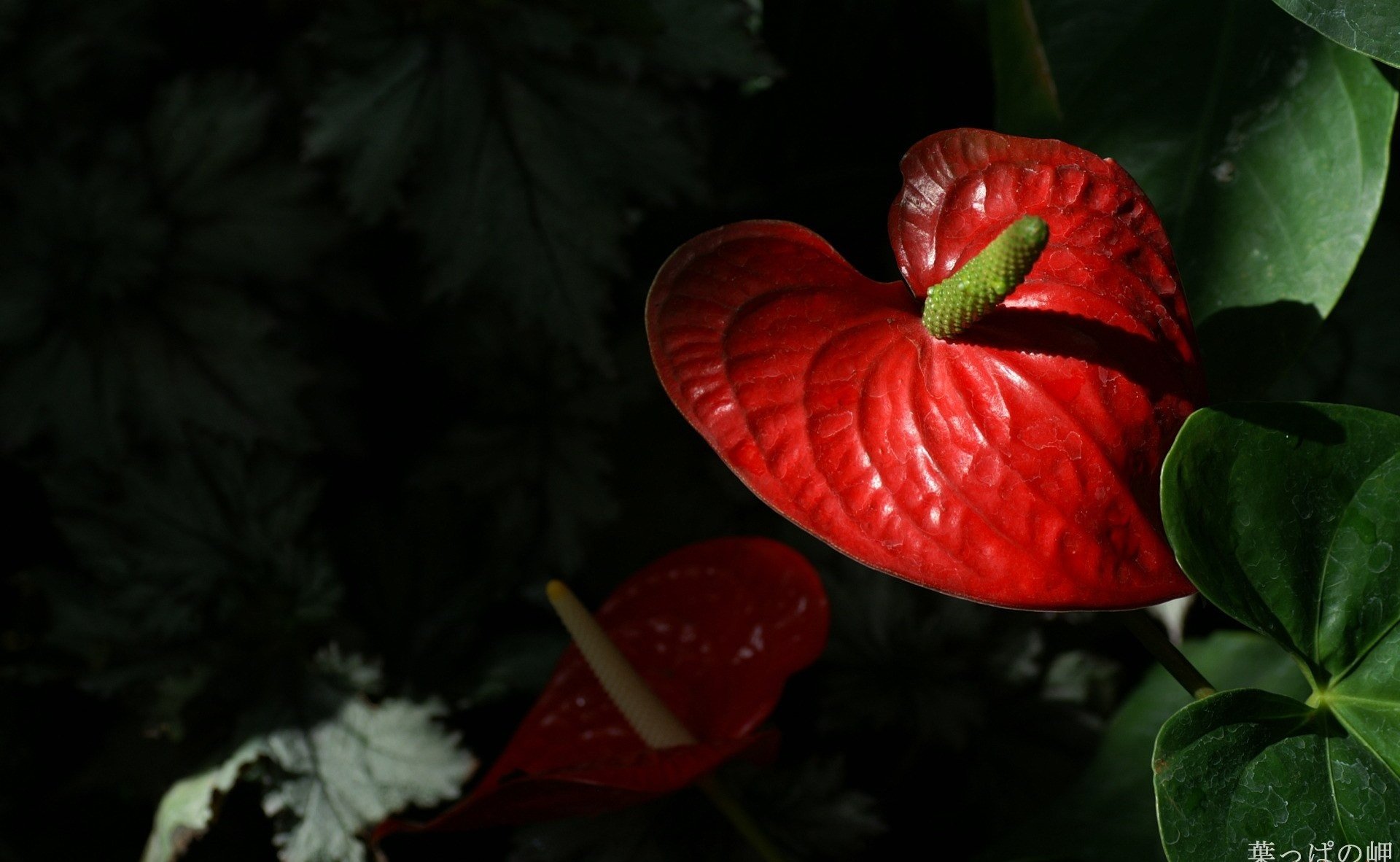nature anthurium Image