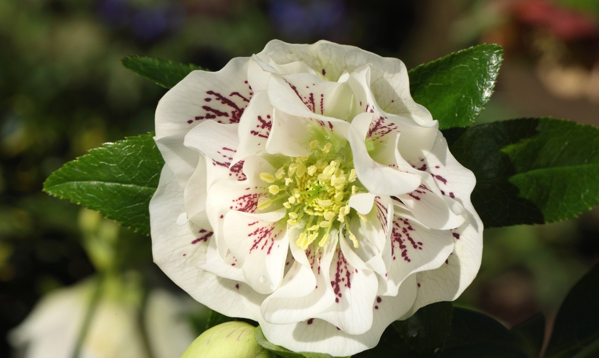 flower nature hellebore Image