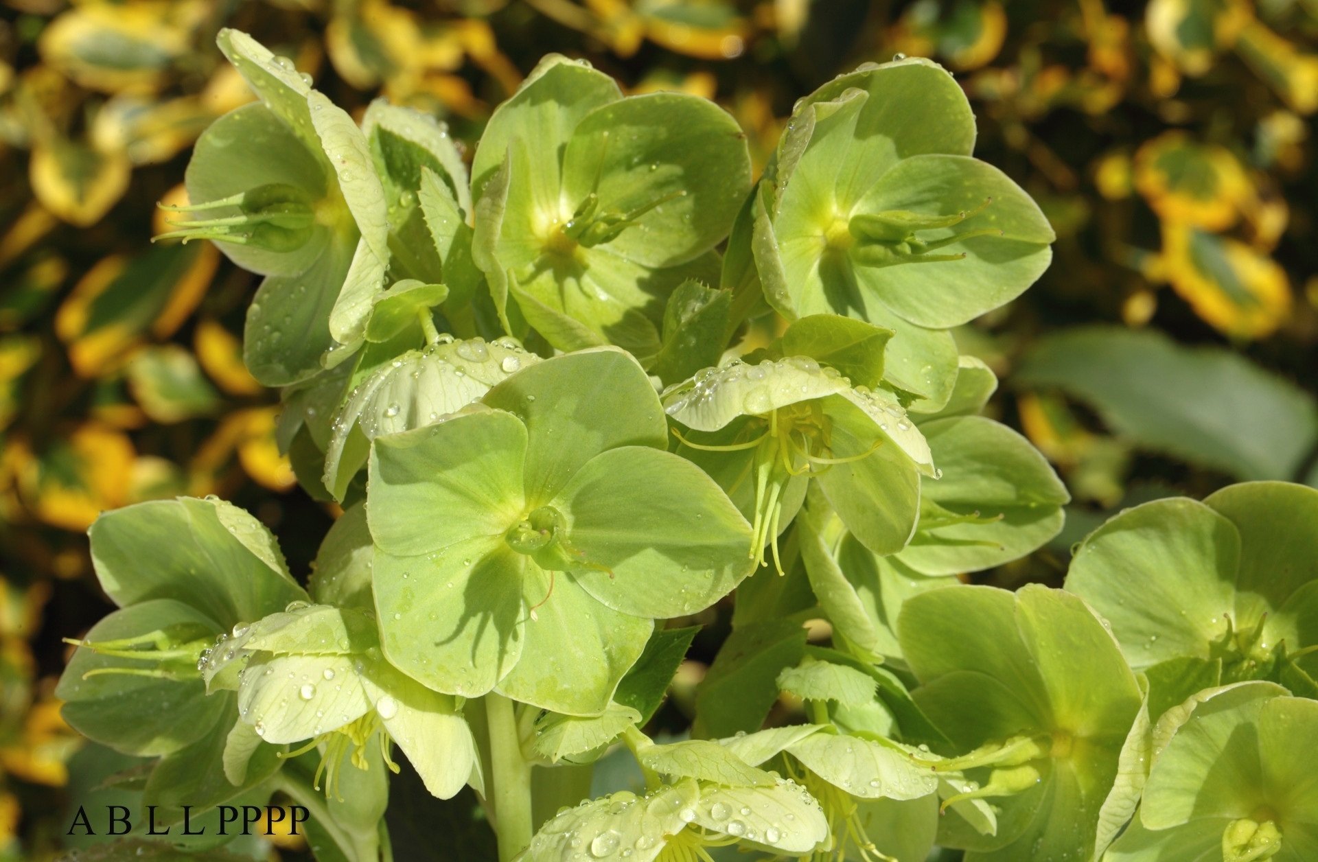flower nature hellebore Image