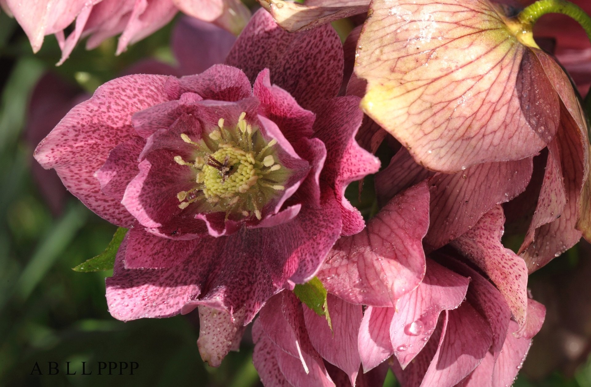 flower nature hellebore Image
