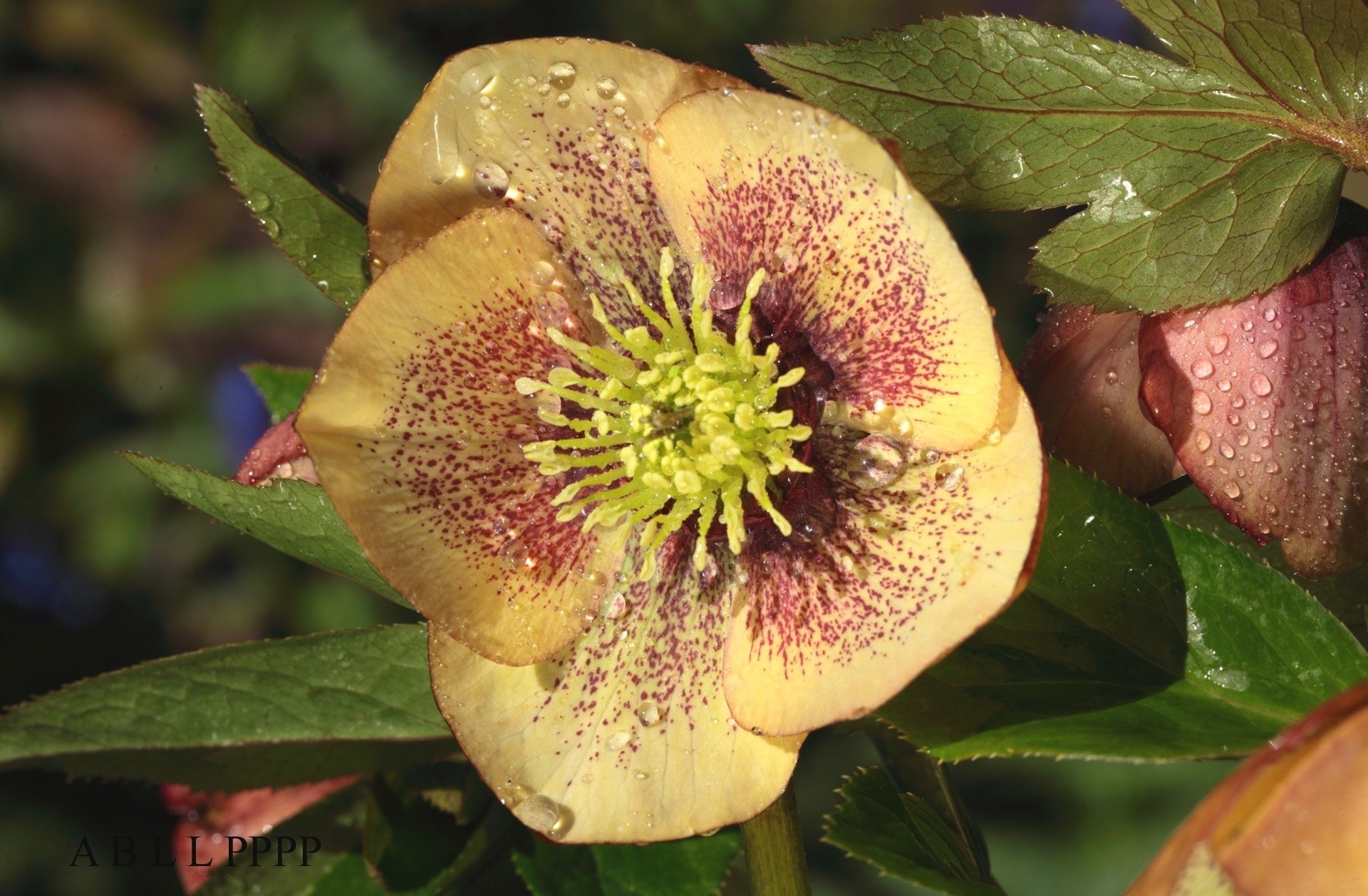 flower nature hellebore Image