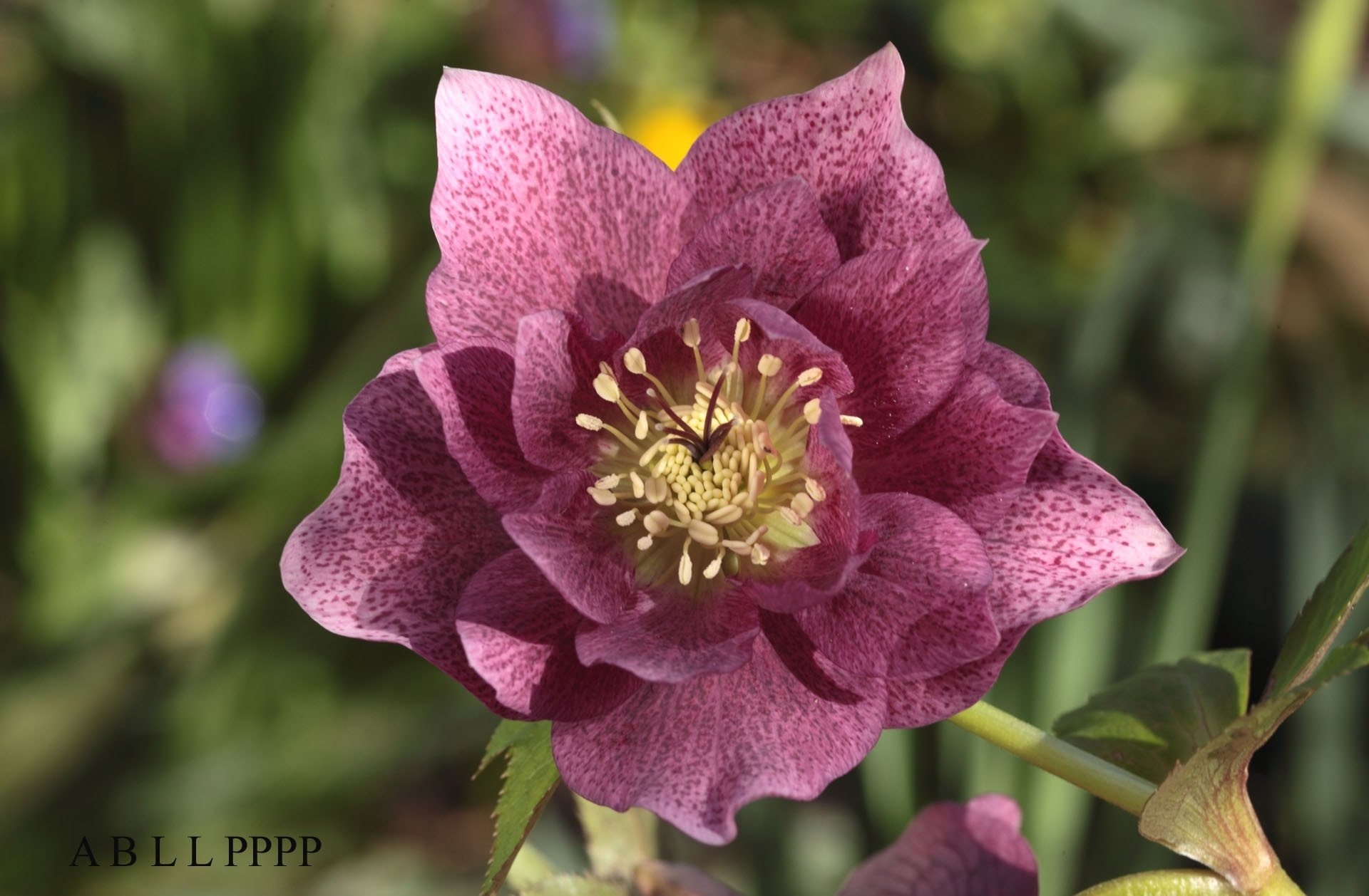 flower nature hellebore Image