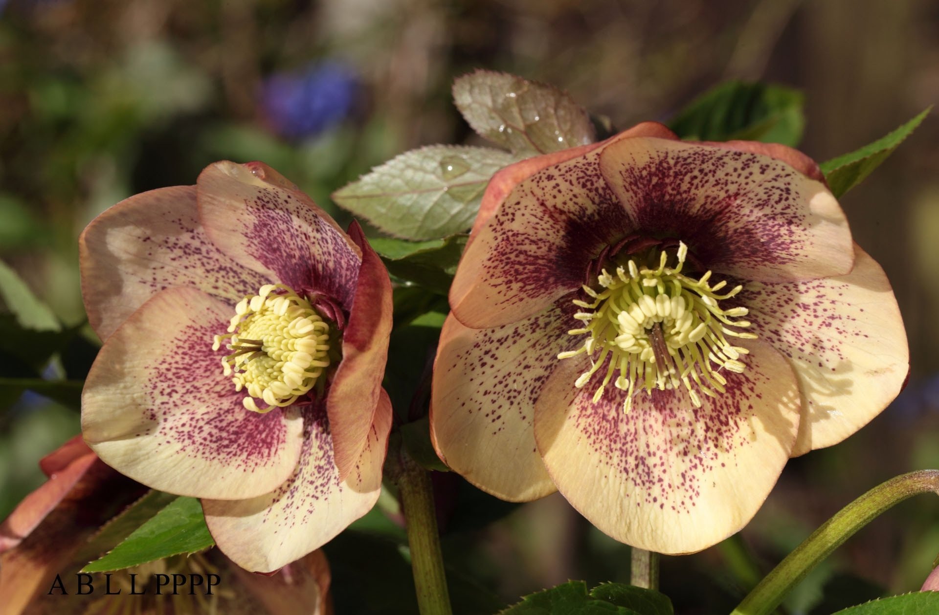 flower nature hellebore Image