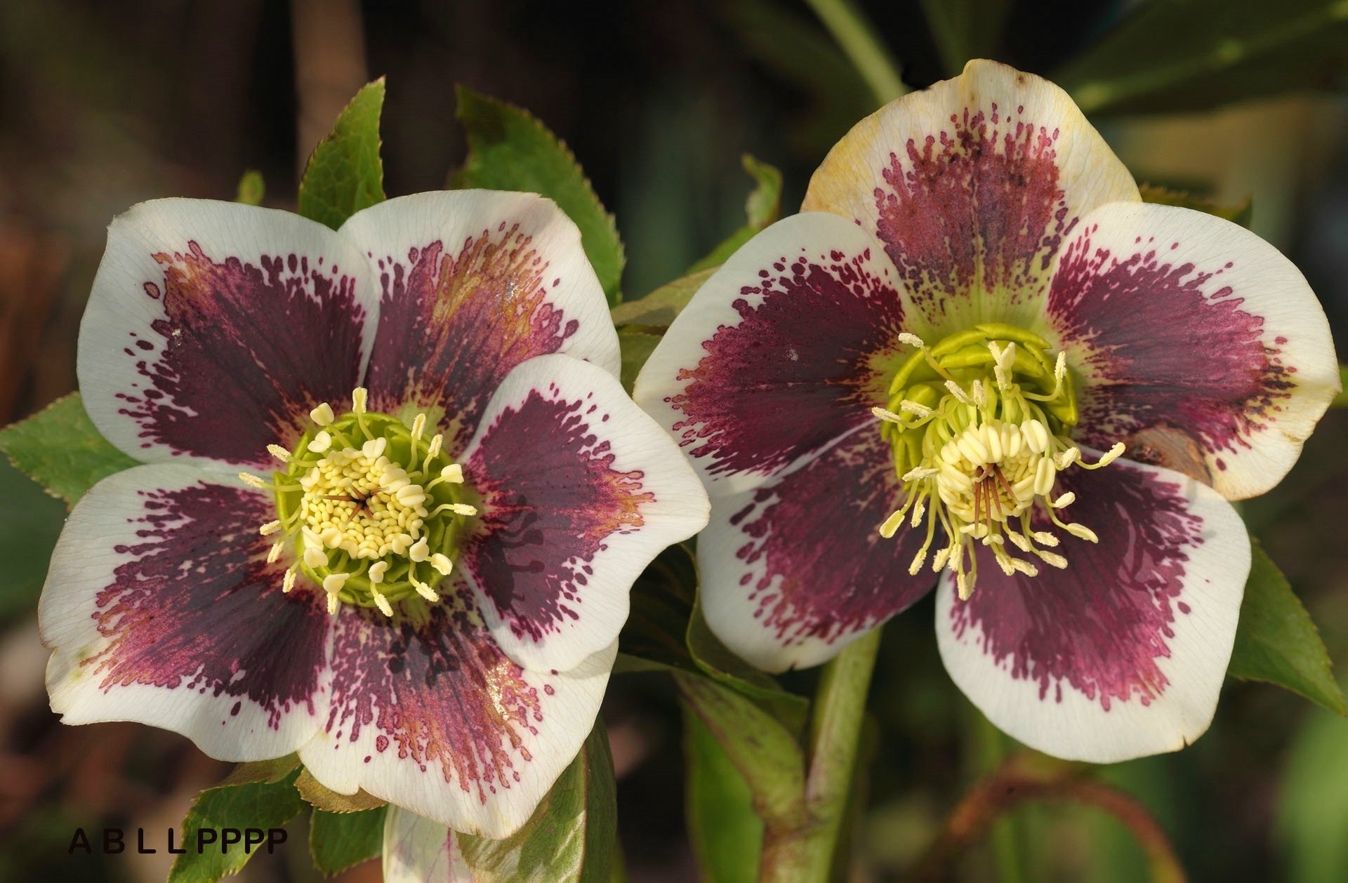 flower nature hellebore Image