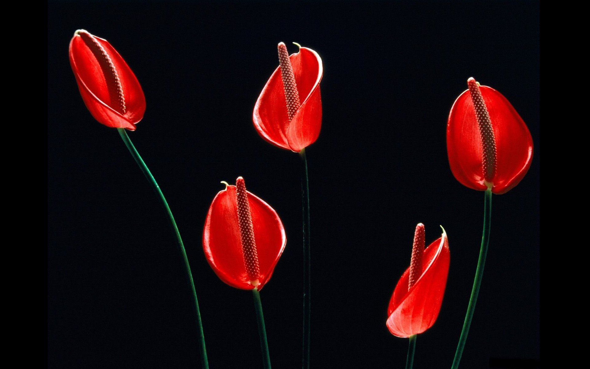 nature anthurium Image