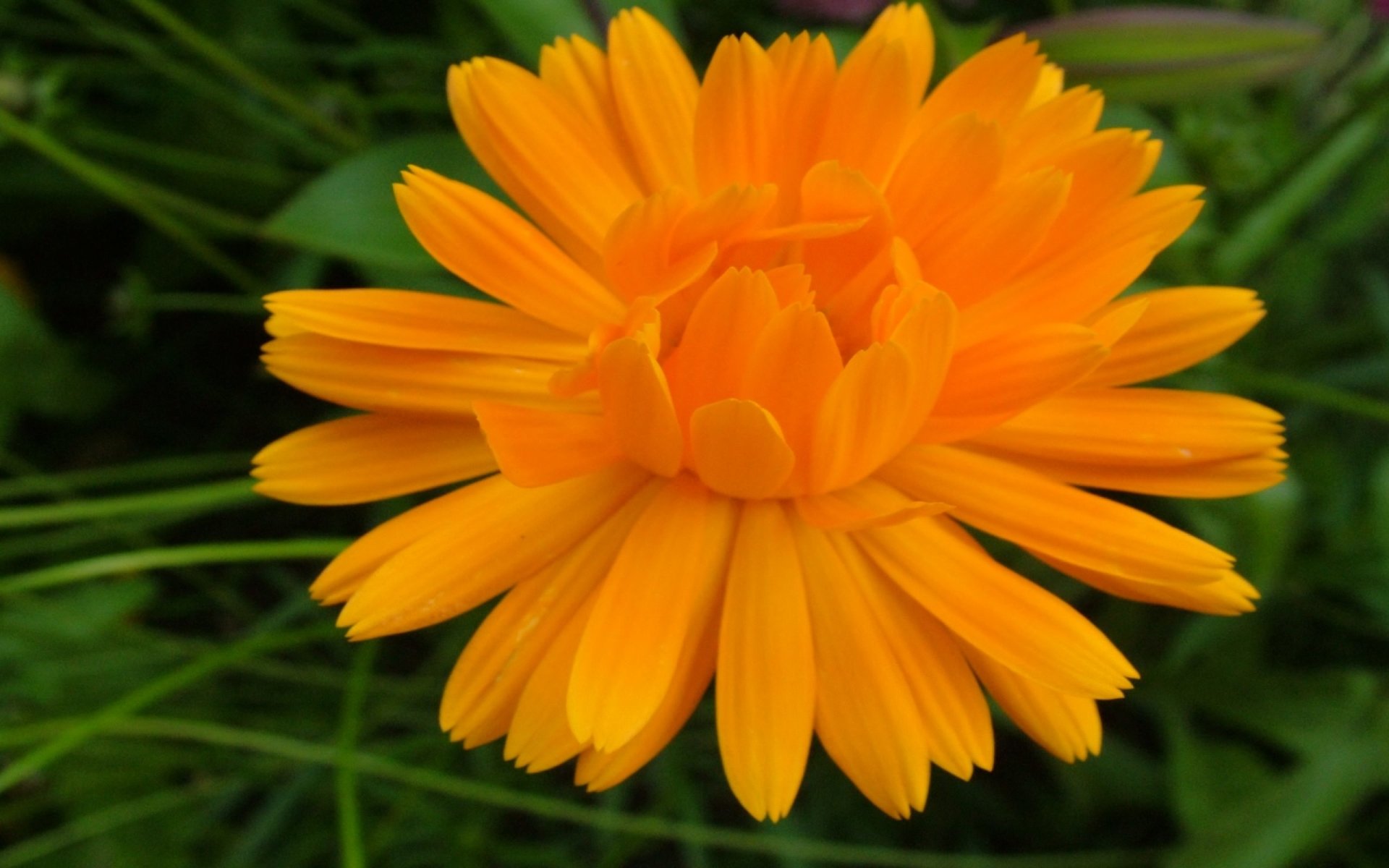  Orange Flower