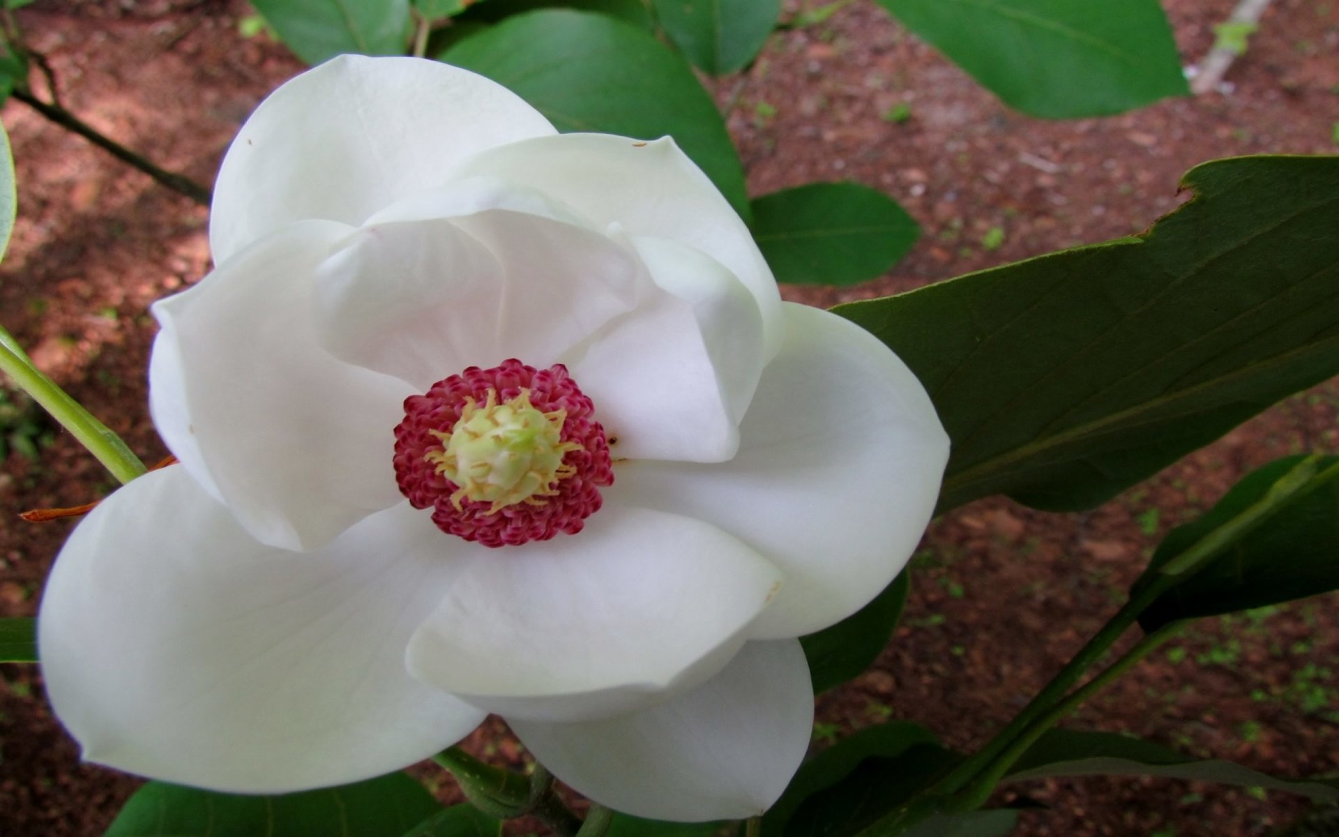  White Magnolia