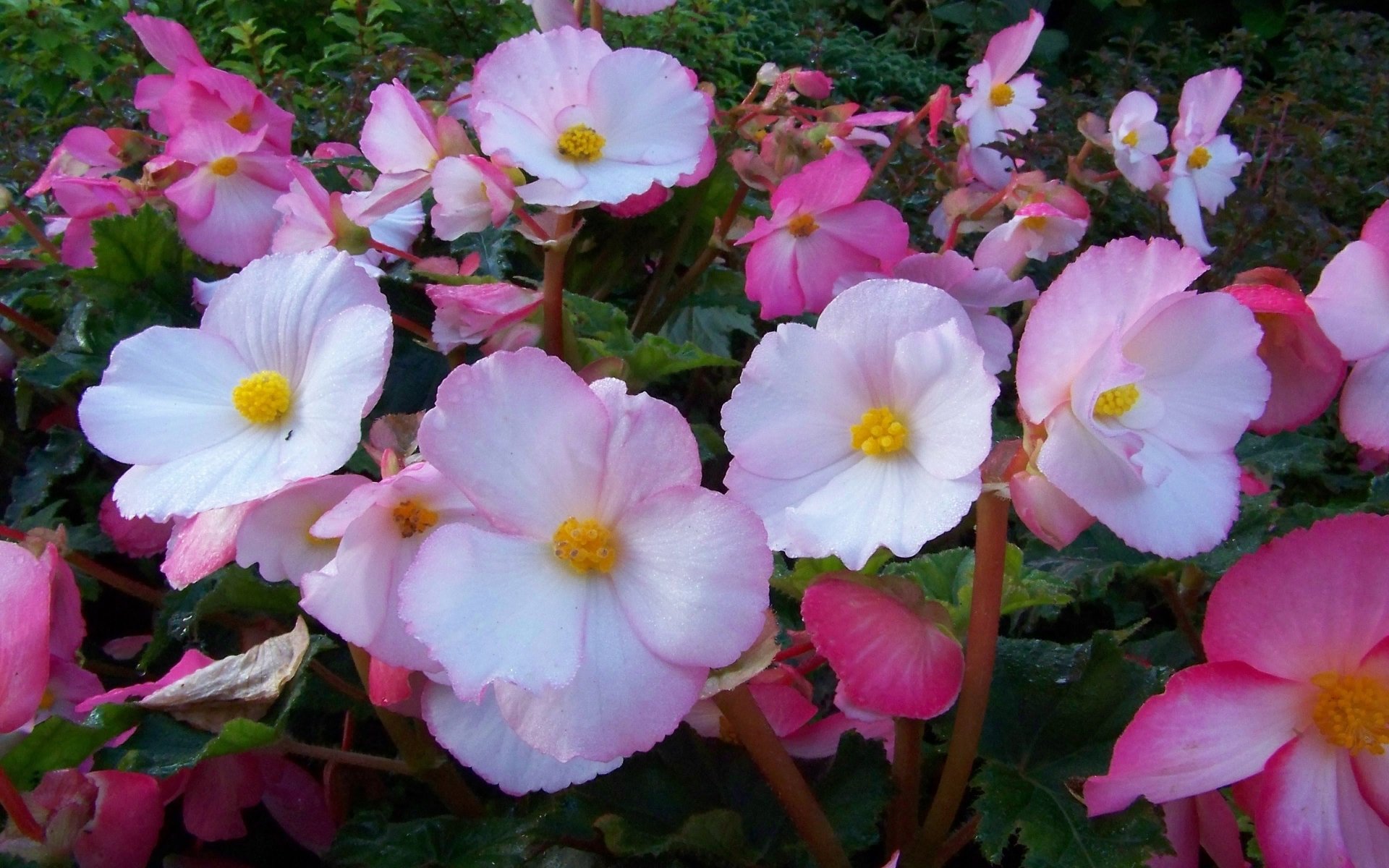  Begonias