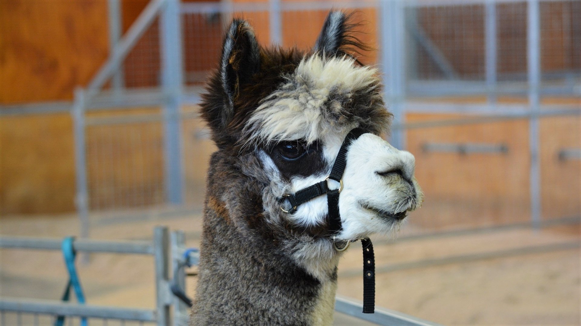  Alpaca at the Sydney Royal Easter Show