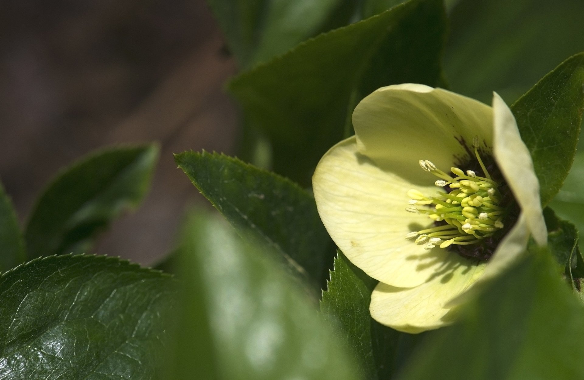 nature hellebore Image