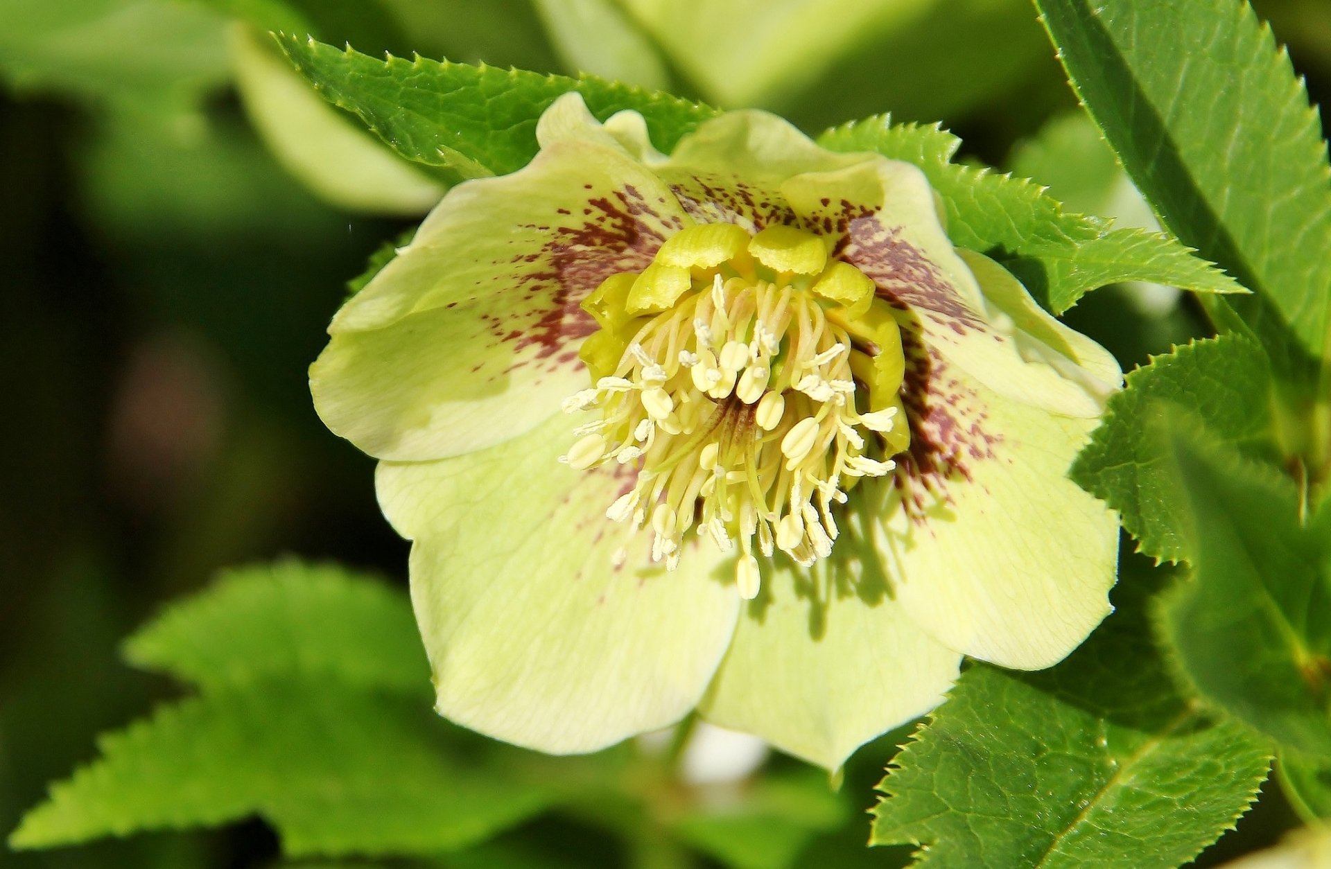 nature hellebore Image
