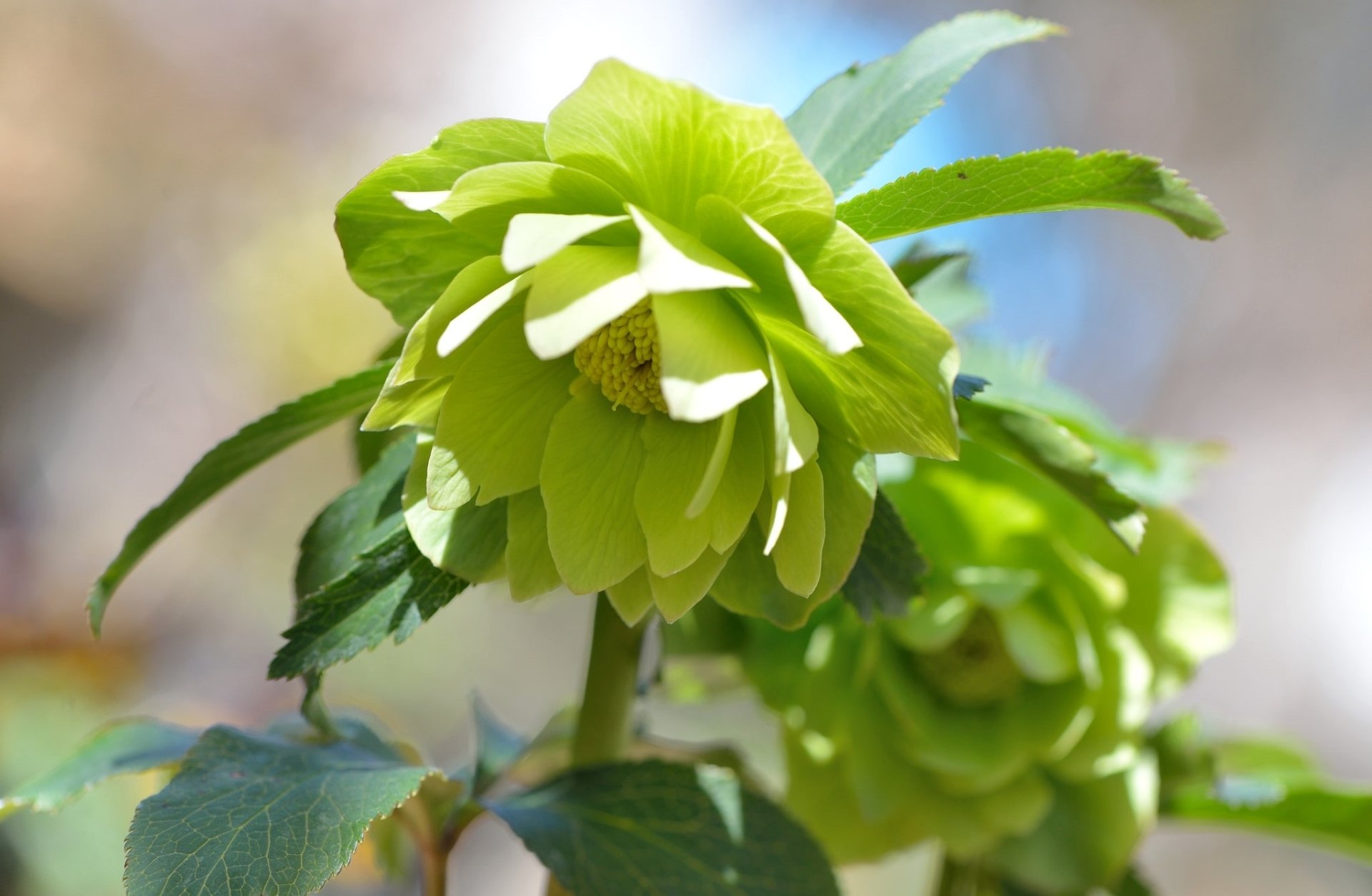 nature hellebore Image