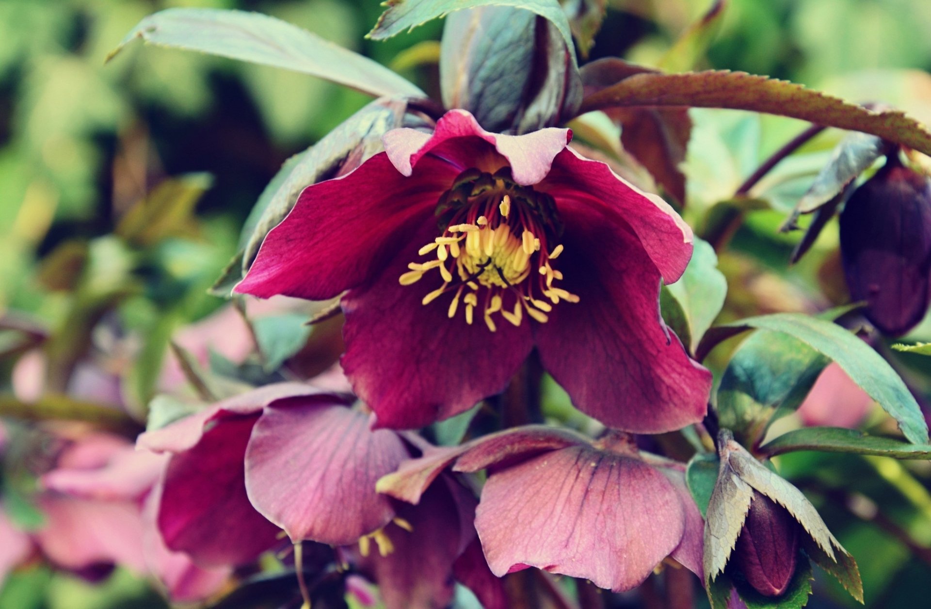 nature hellebore Image