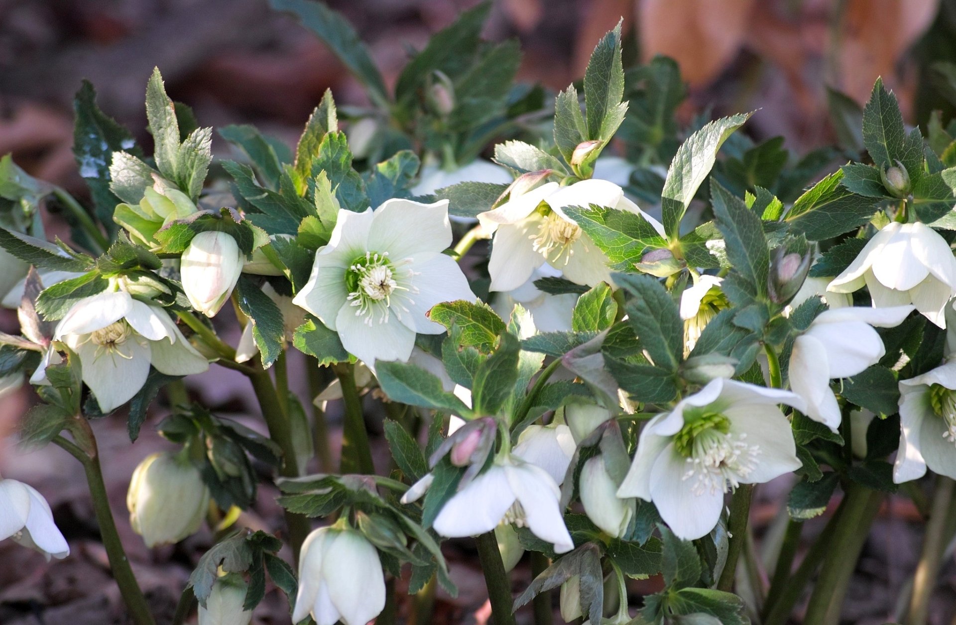 nature hellebore Image
