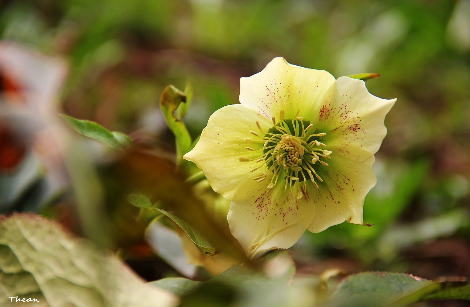 nature hellebore Image