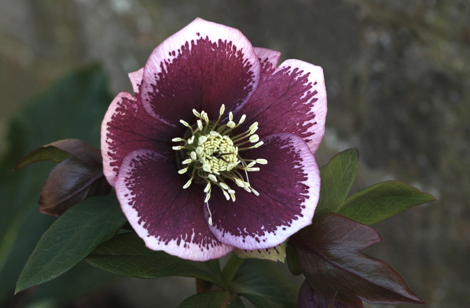 nature hellebore Image