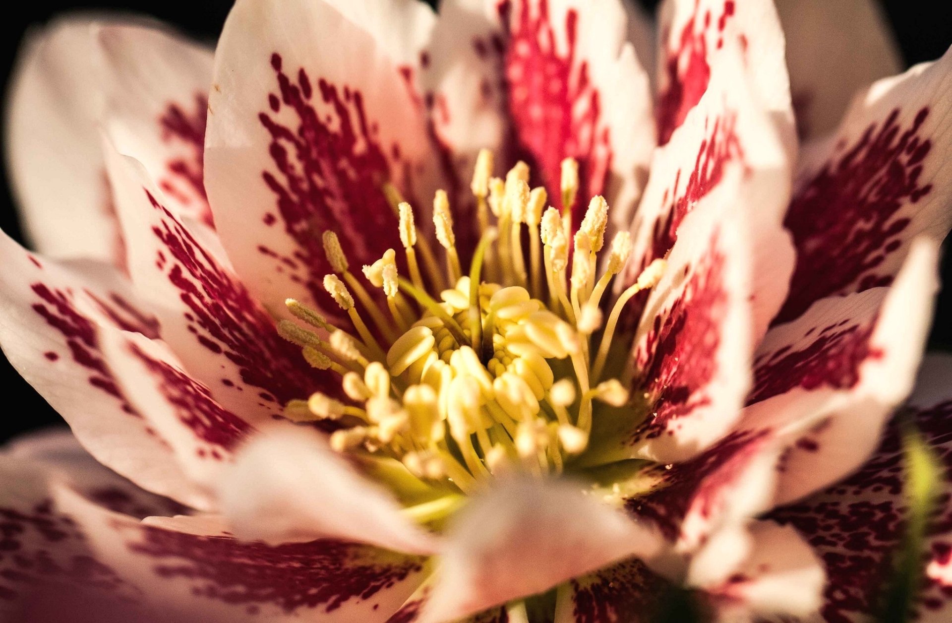 nature hellebore Image